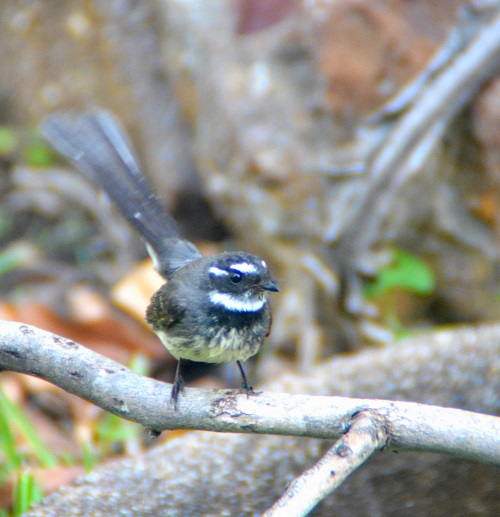 Grey fantail