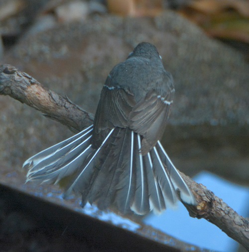 Grey fantail