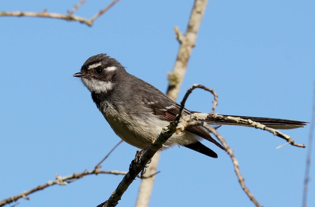 Grey Fantail