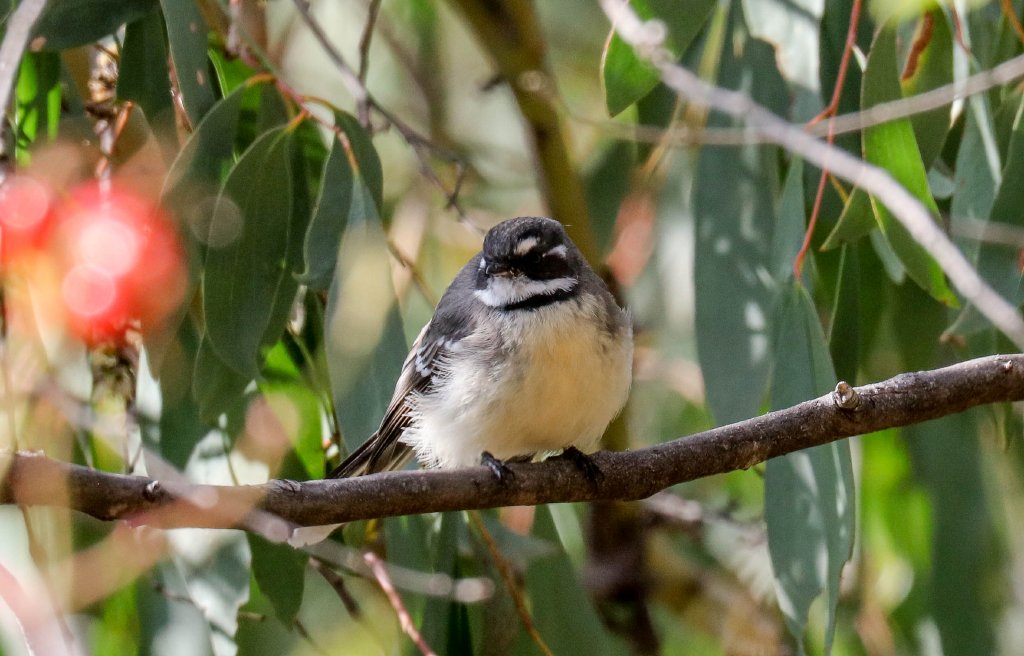 Grey Fantail