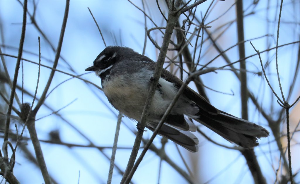 Grey Fantail