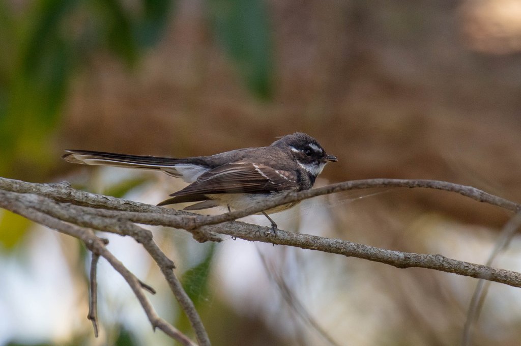 Grey Fantail