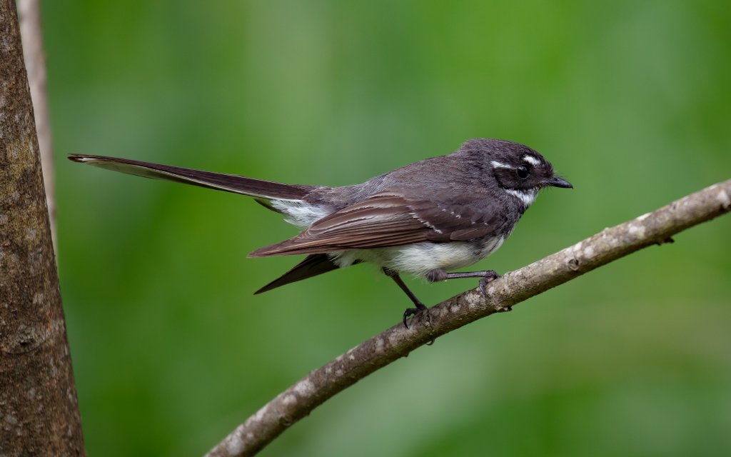 Grey Fantail
