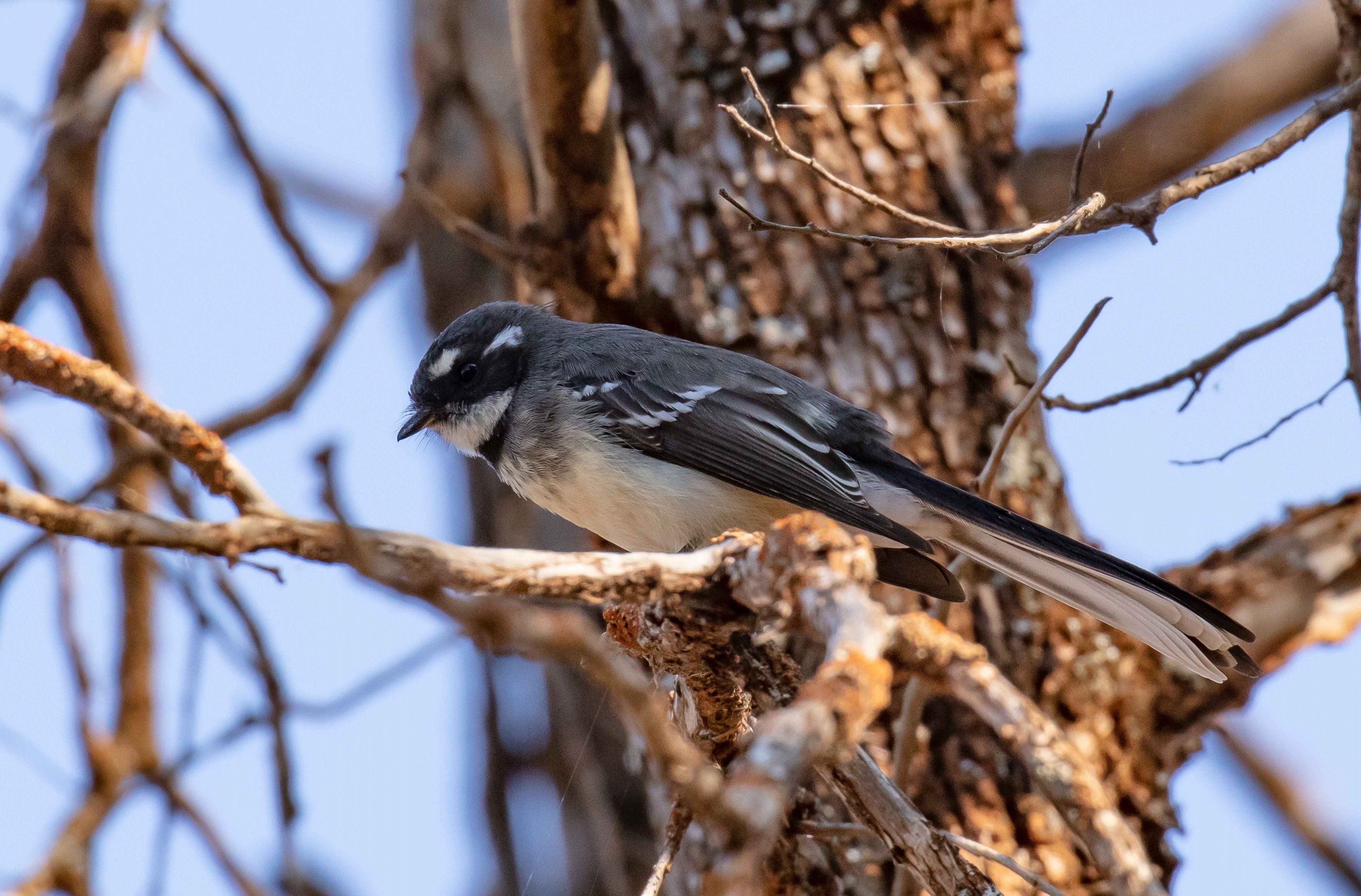 Grey Fantail