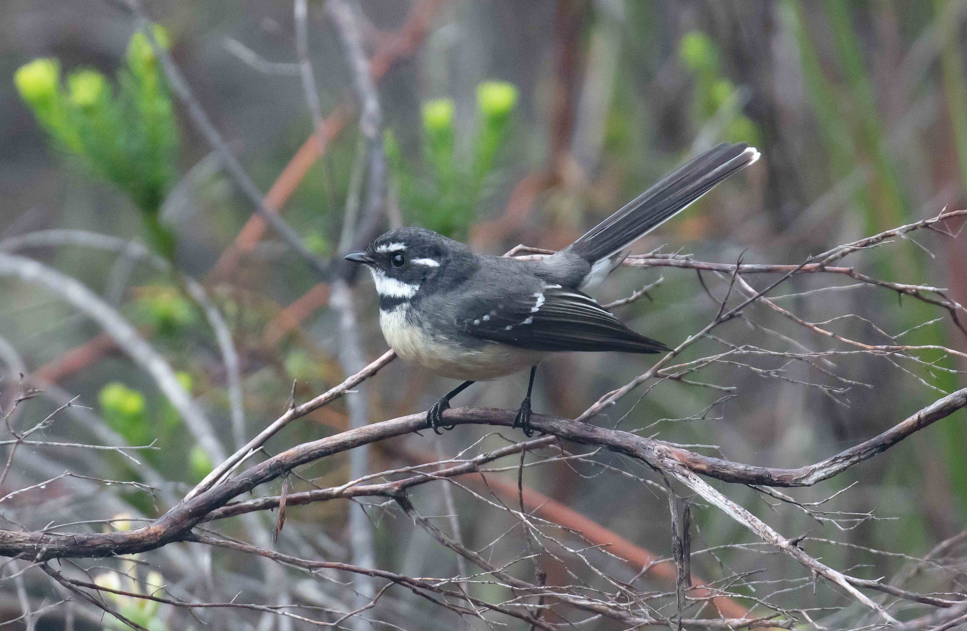 Grey Fantail