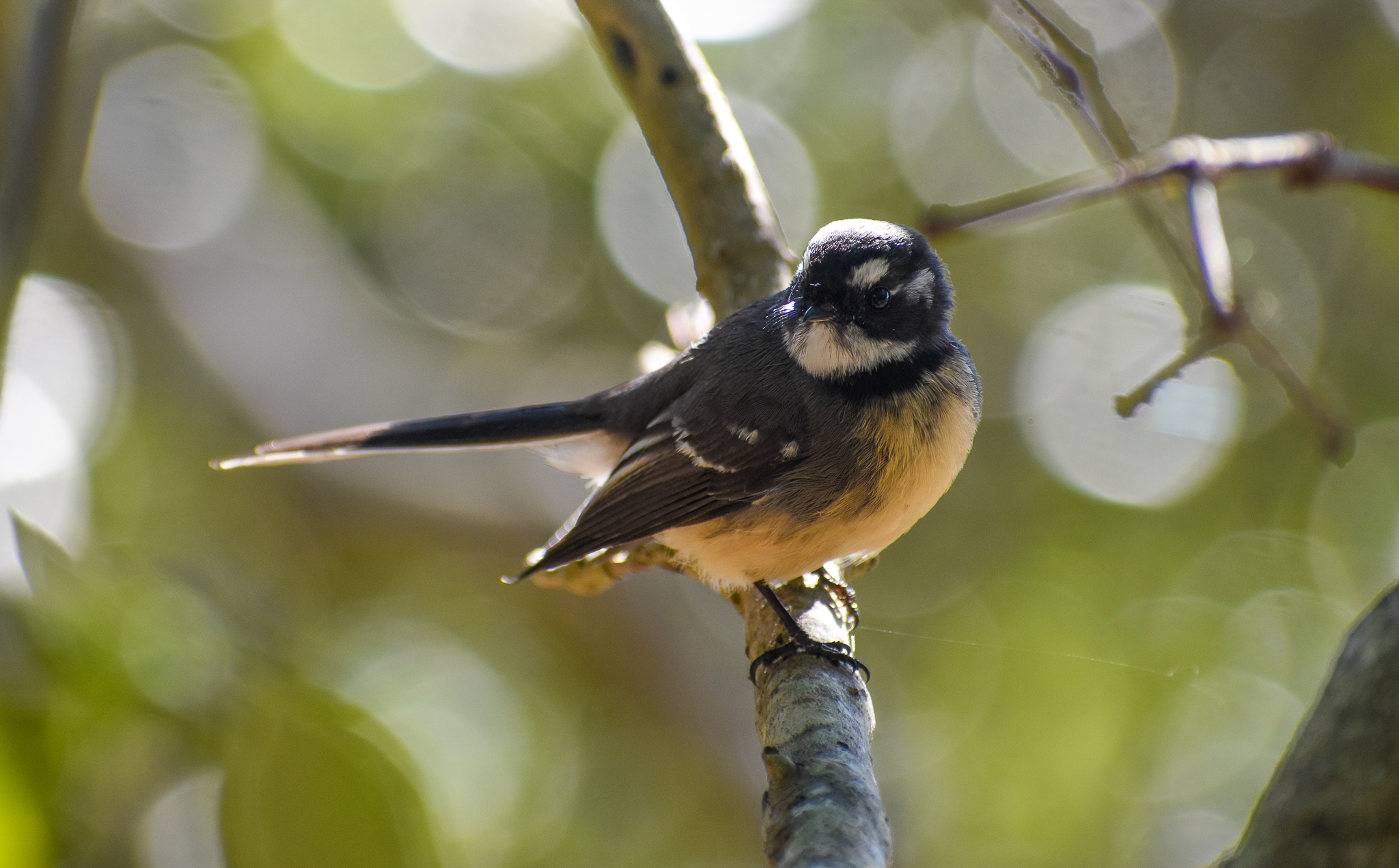 Grey Fantail