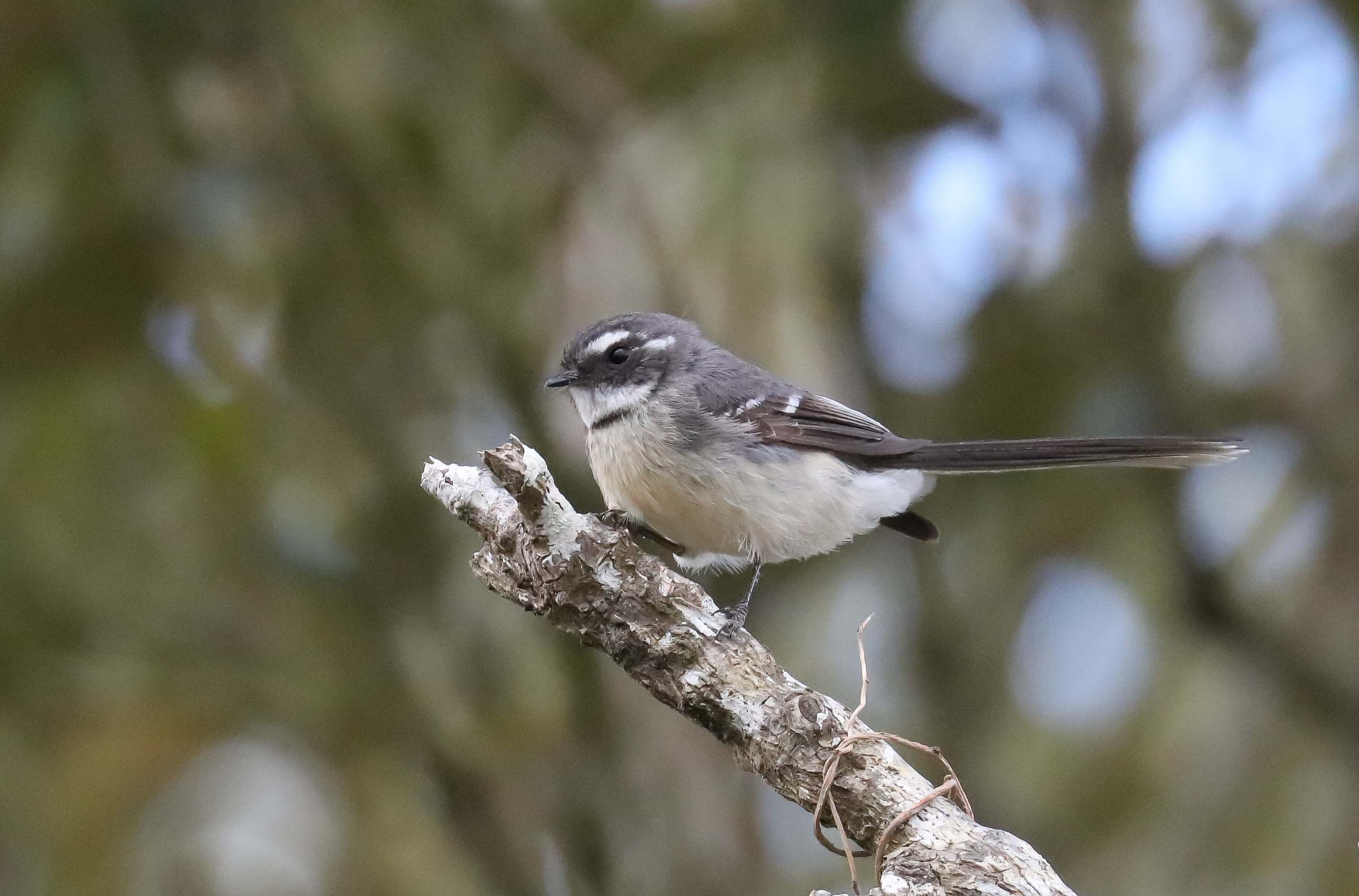 Grey Fantail