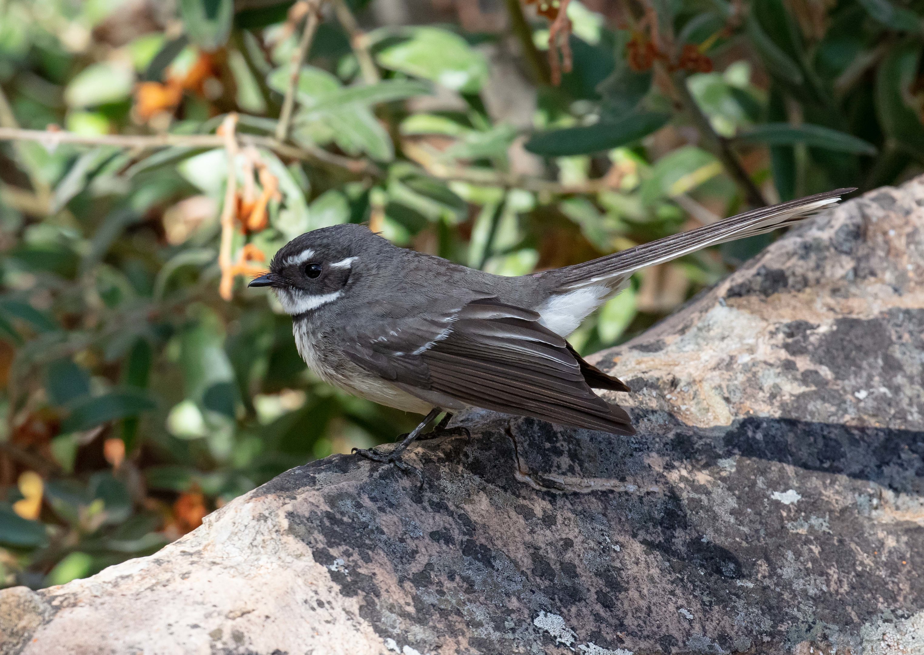 Grey Fantail