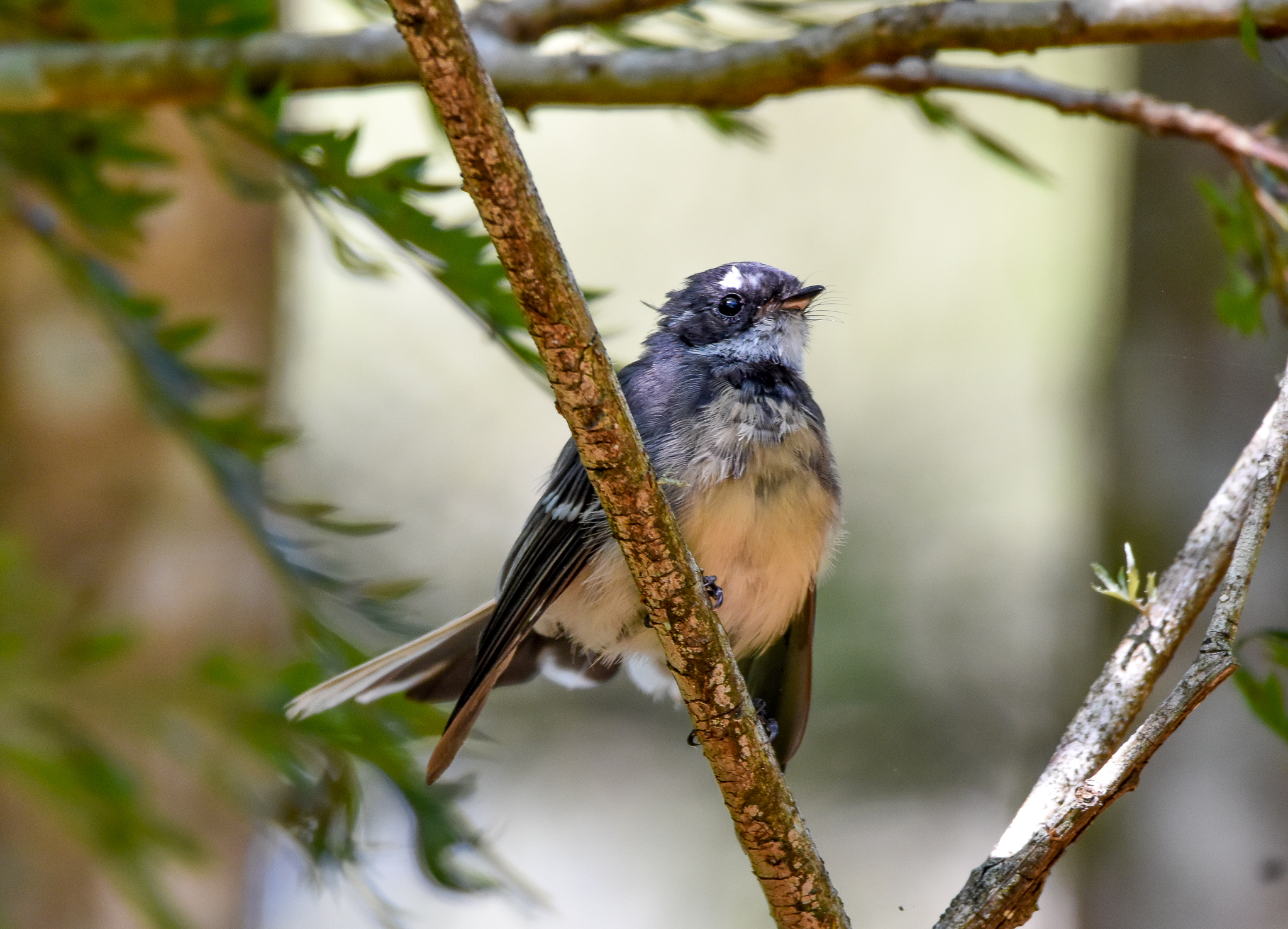 Grey Fantail