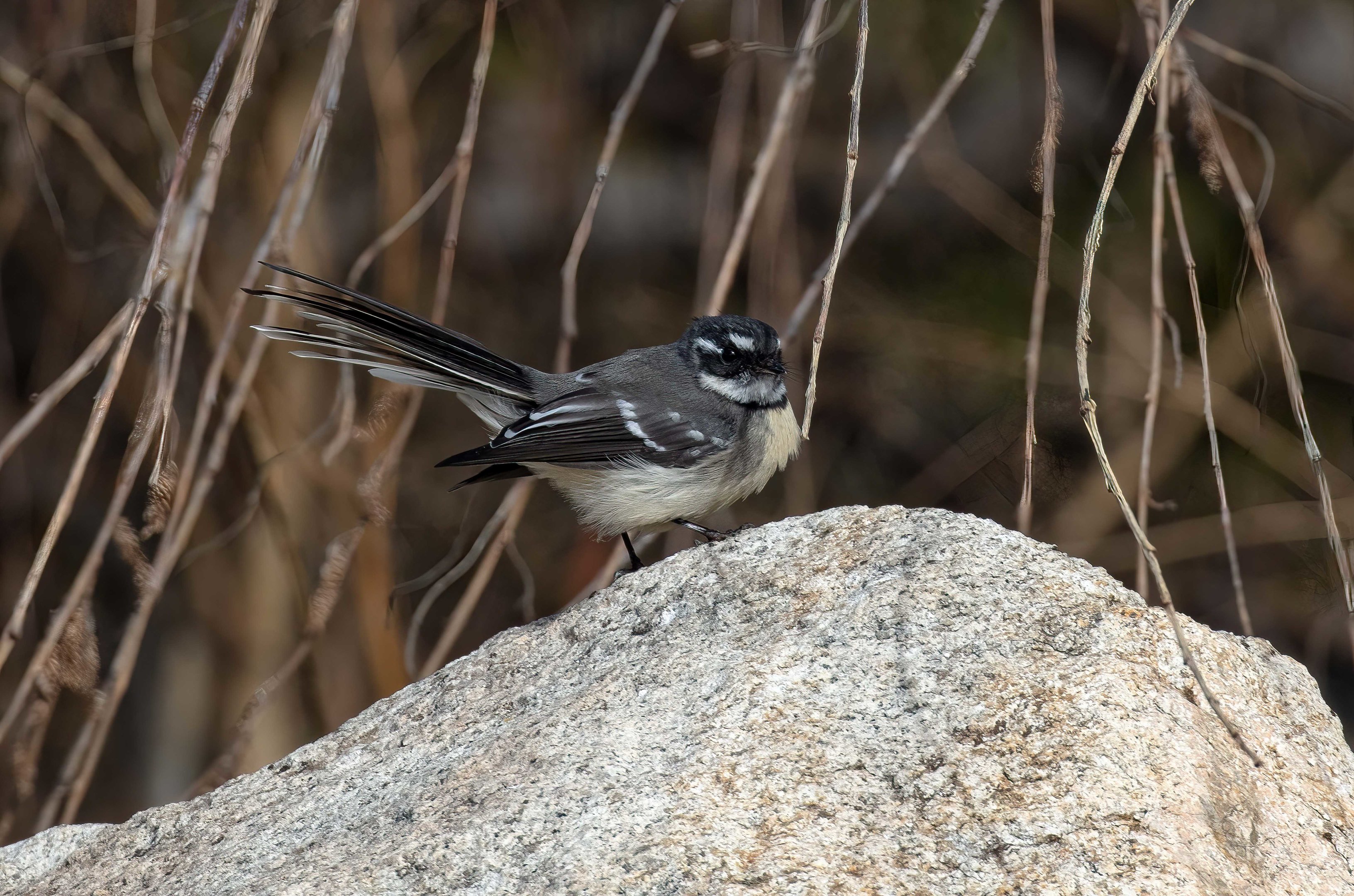 Grey Fantail