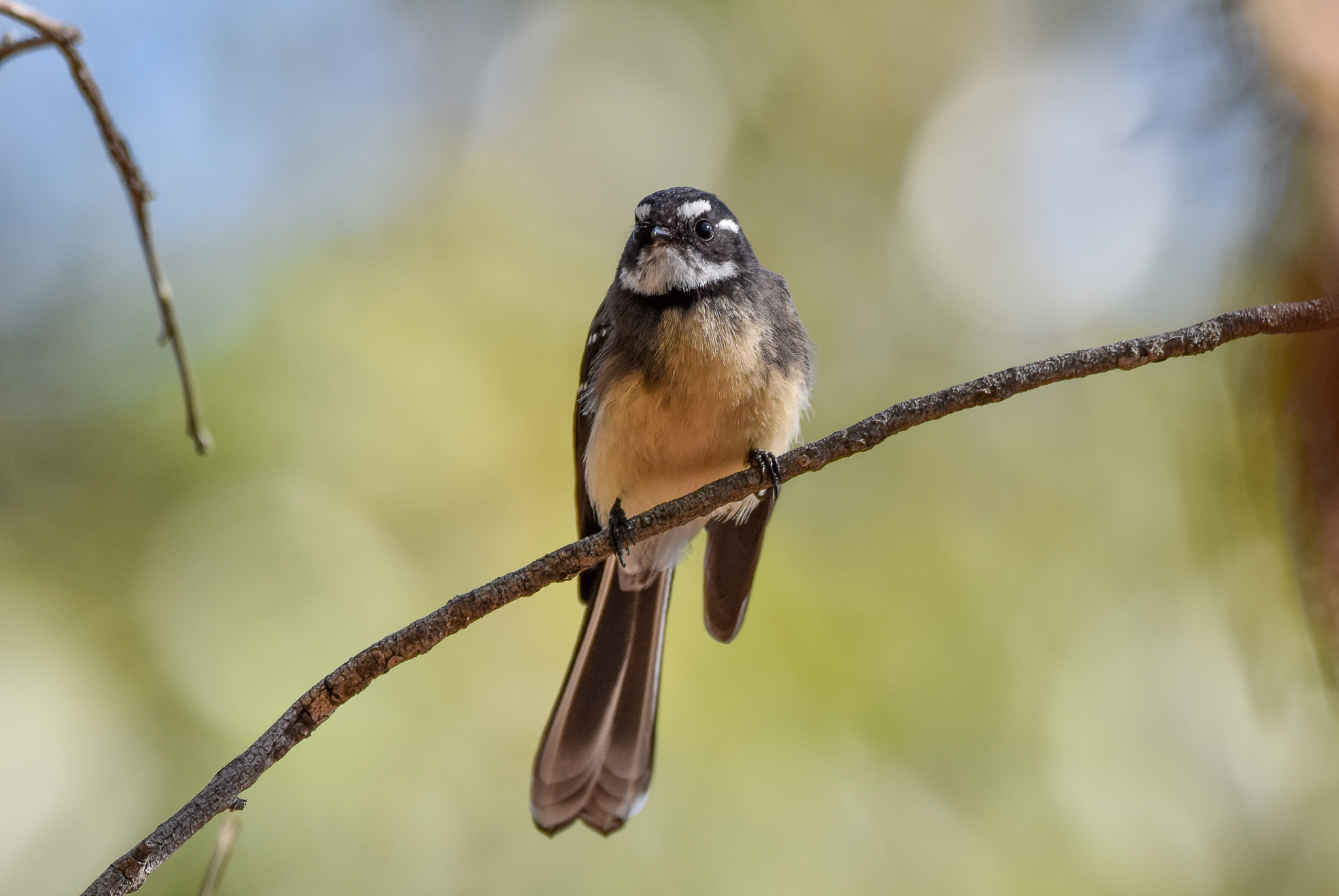 Grey Fantail