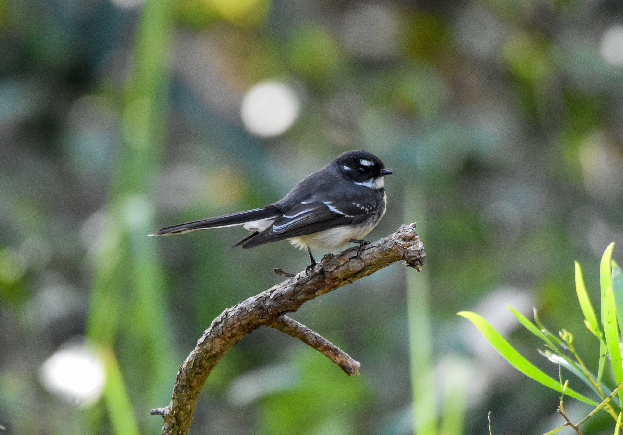 Grey Fantail