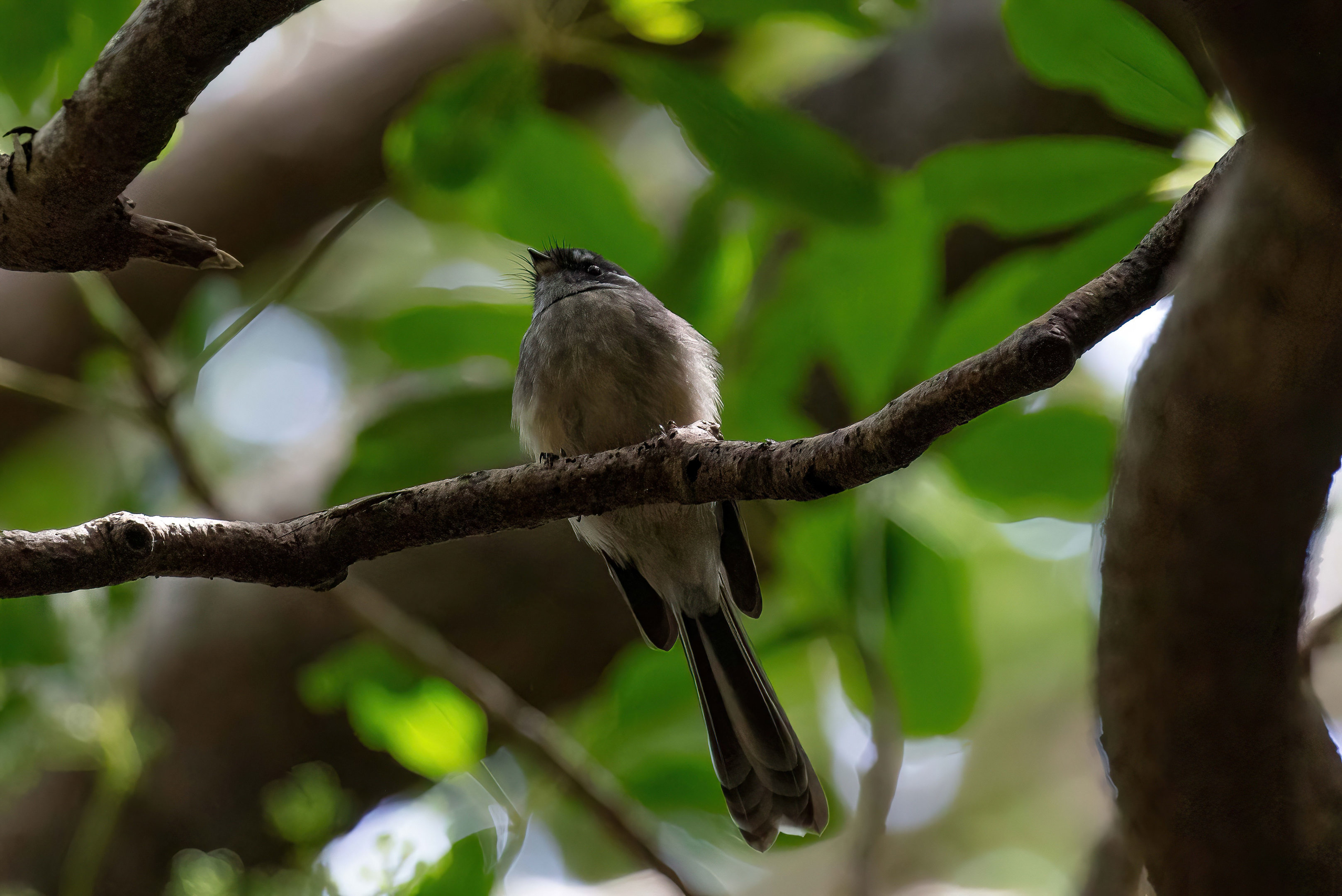 Grey Fantail