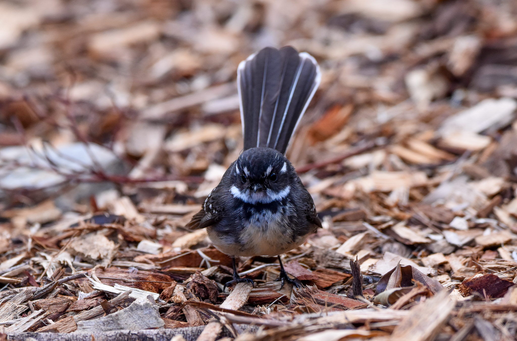 Grey Fantail