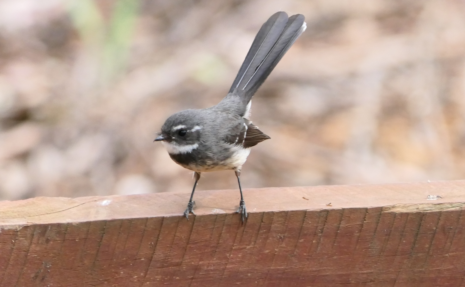 Grey Fantail