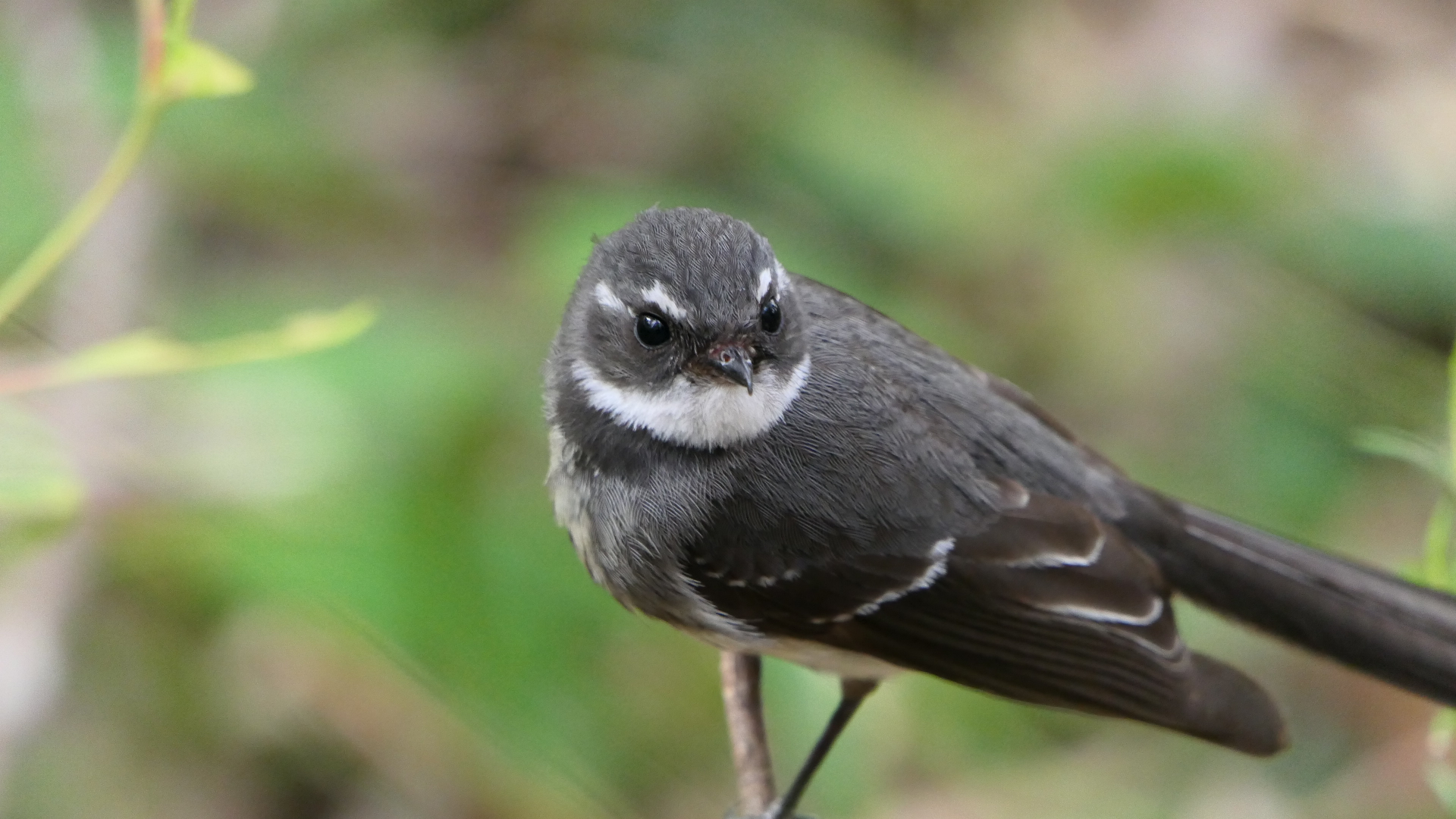 Grey Fantail