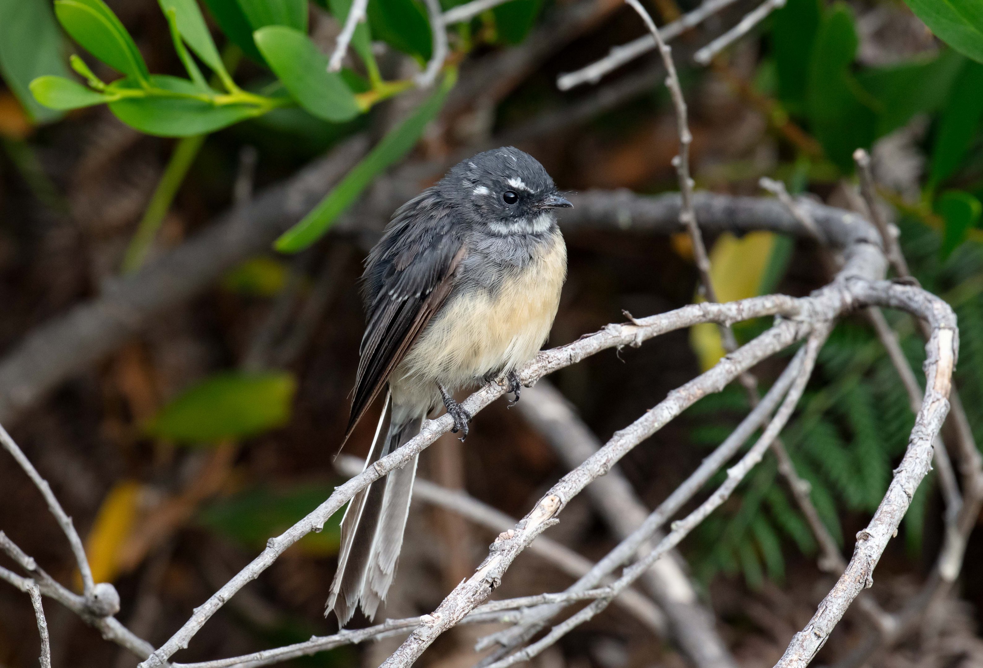 Grey Fantail