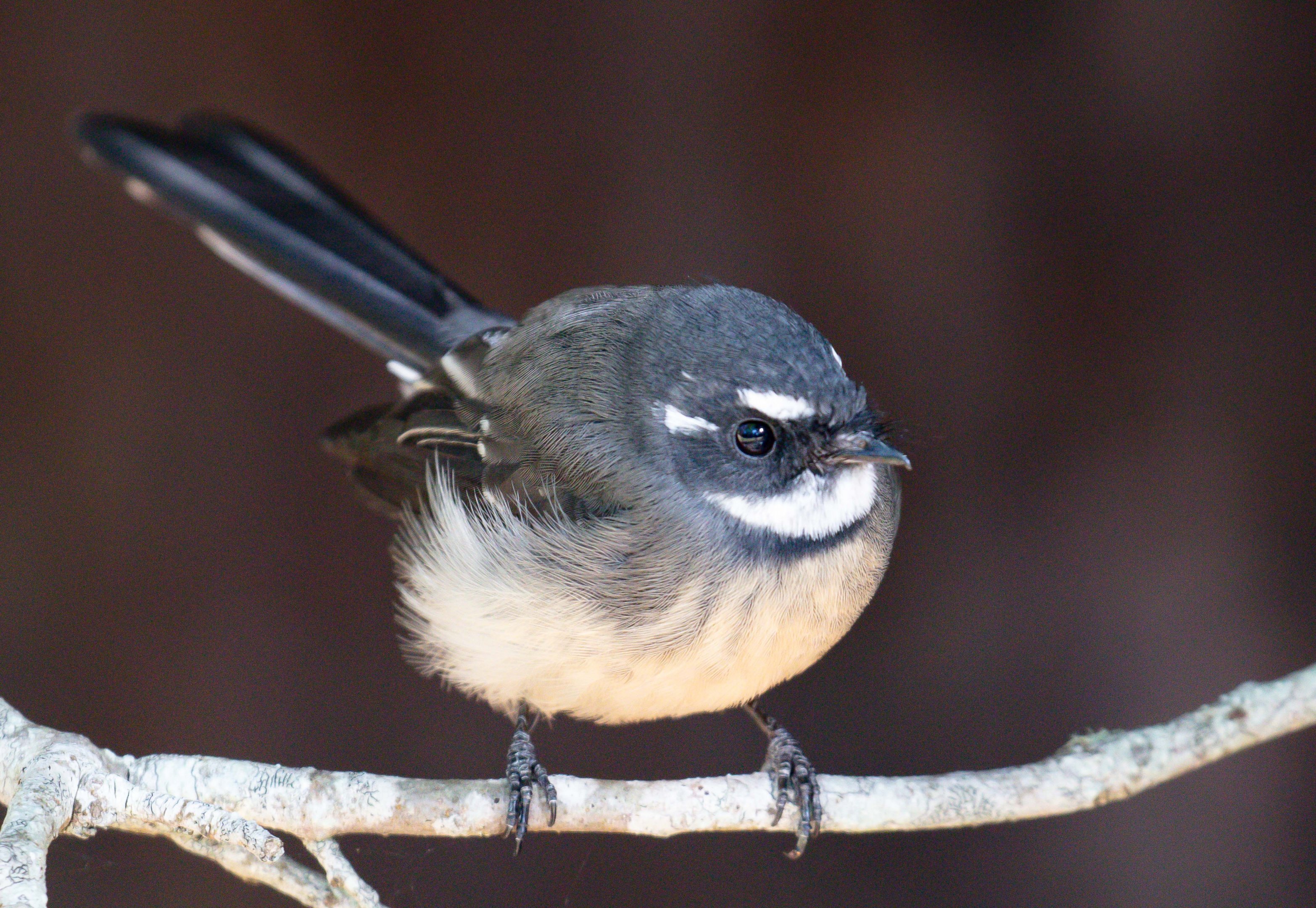 Grey Fantail