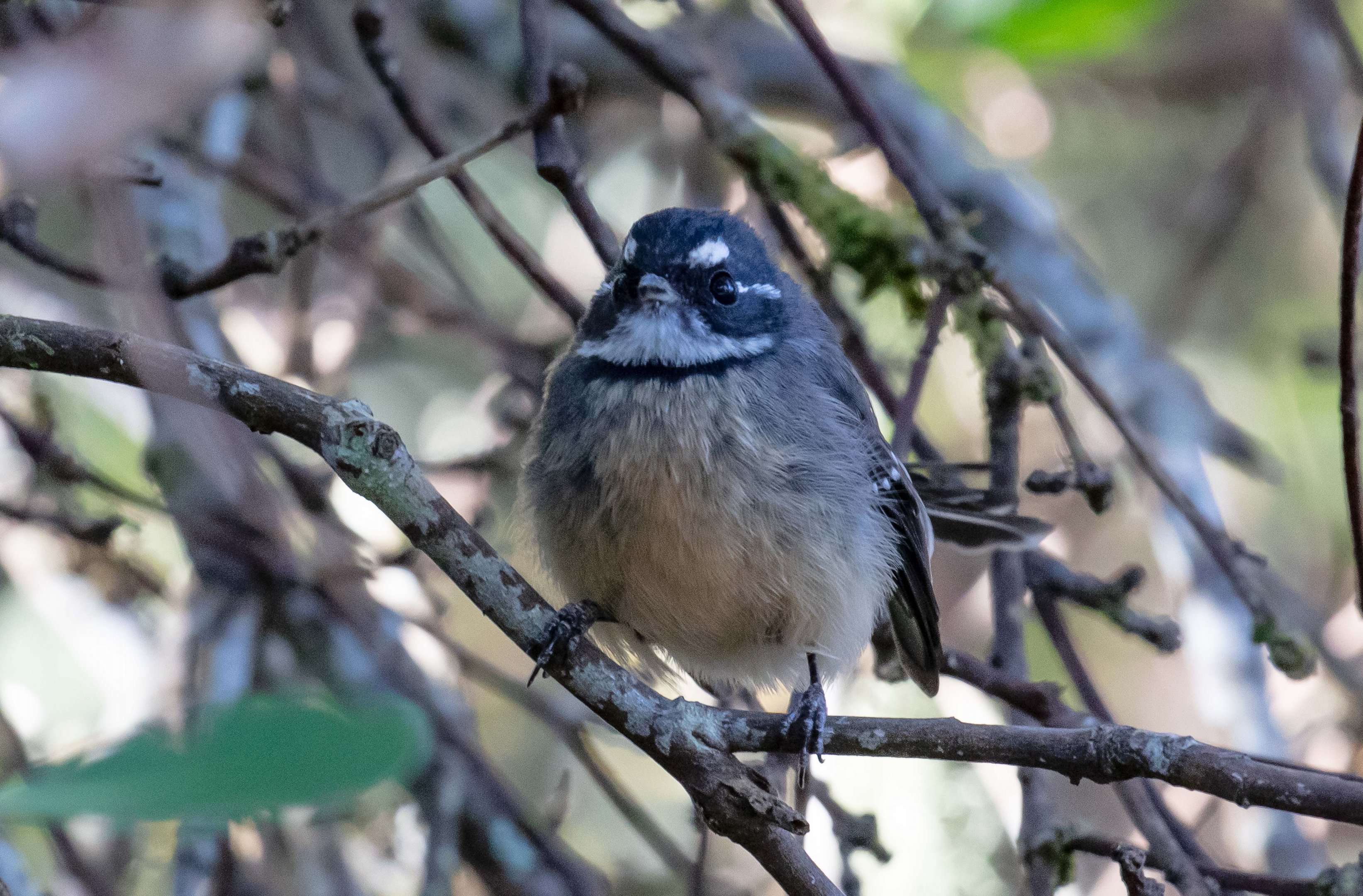 Grey Fantail