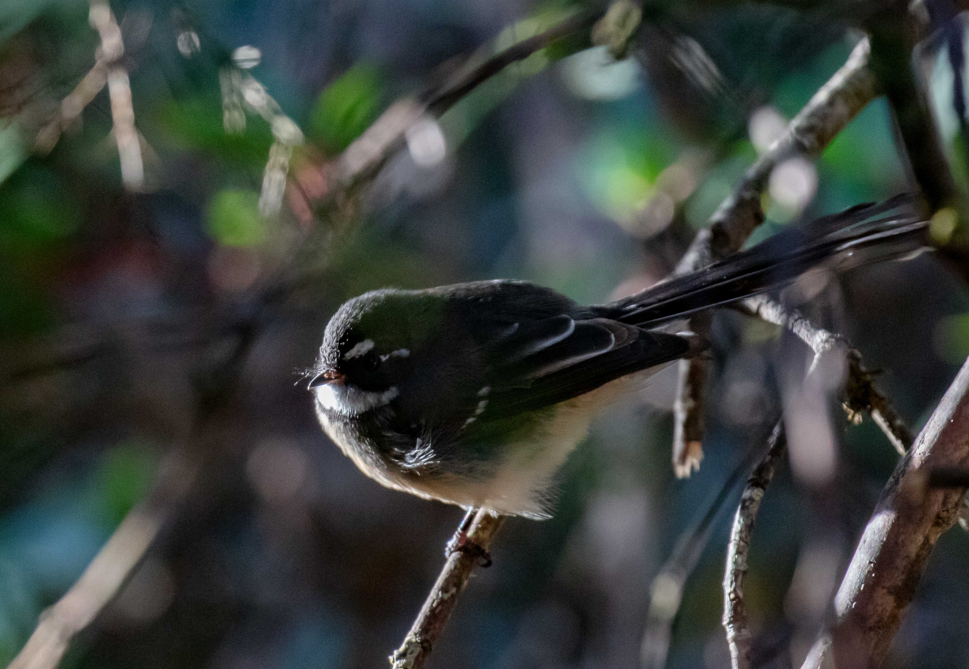 Grey Fantail