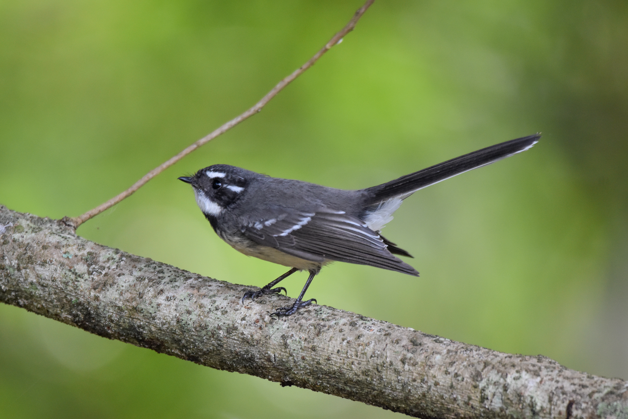Grey Fantail