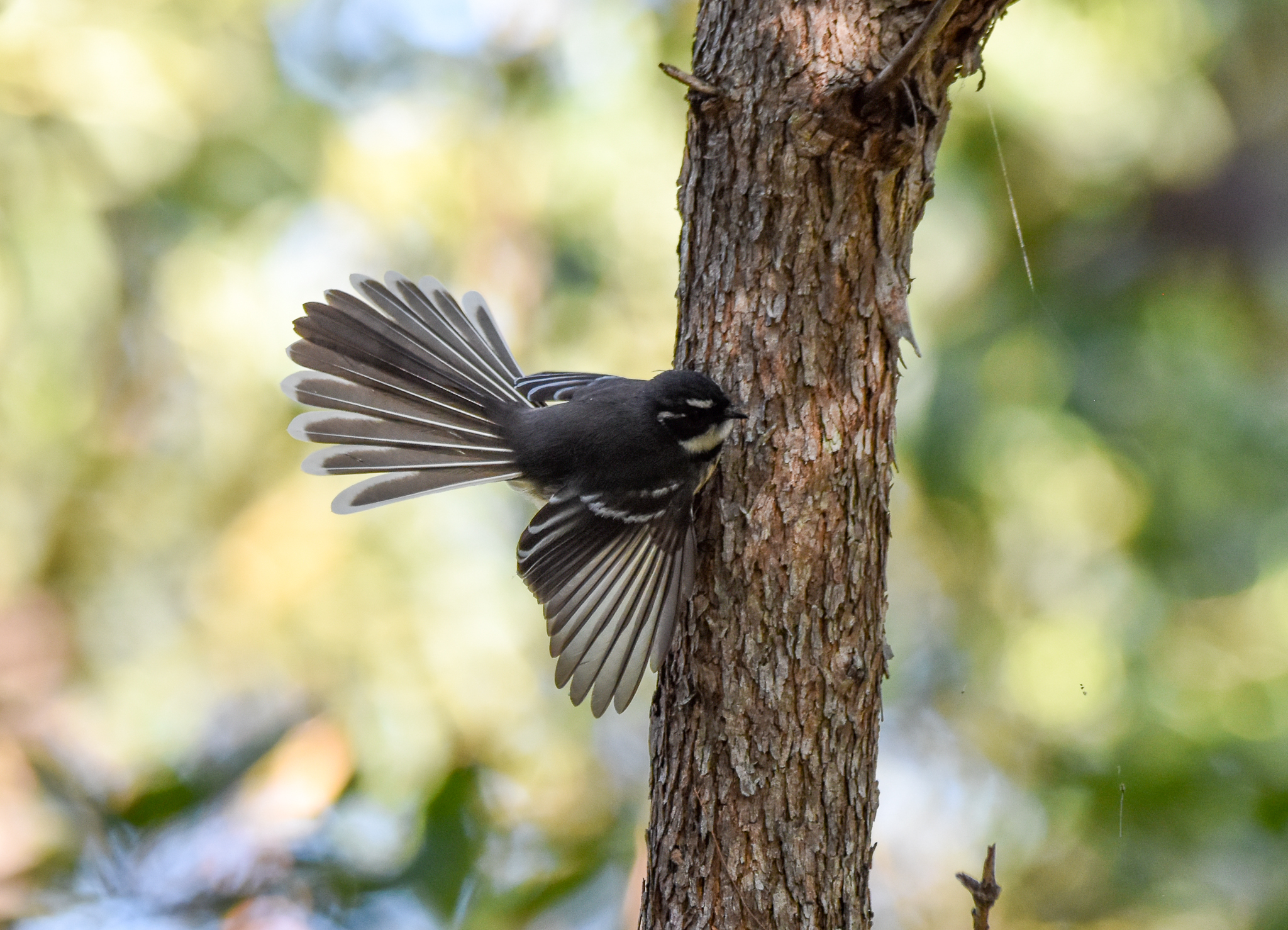 Grey Fantail