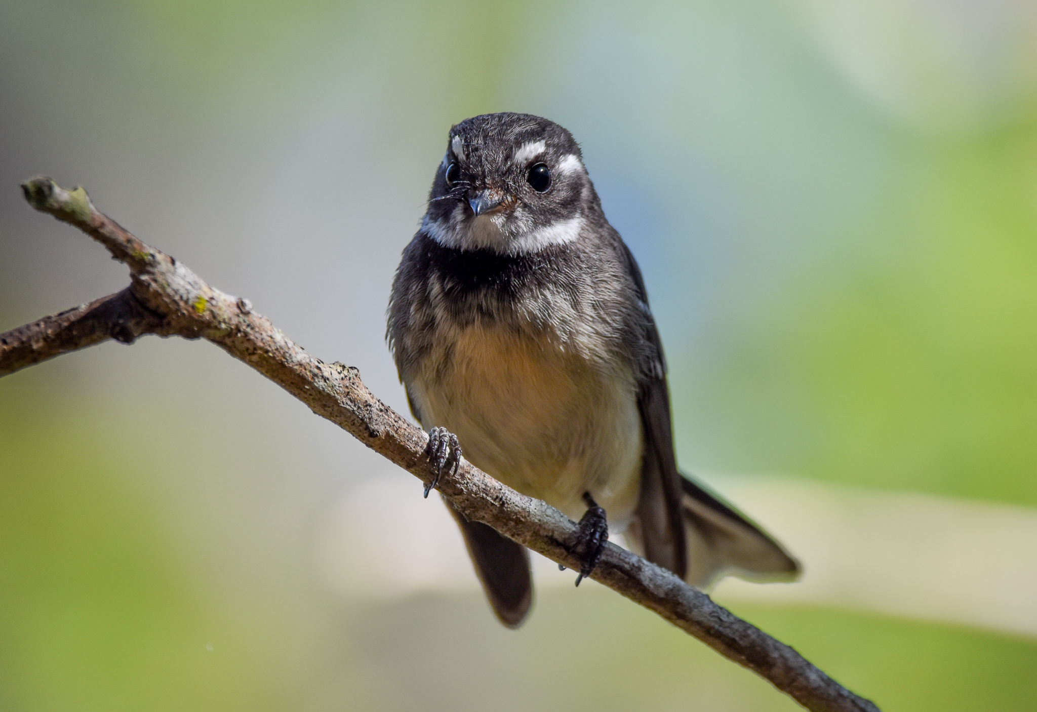Grey Fantail