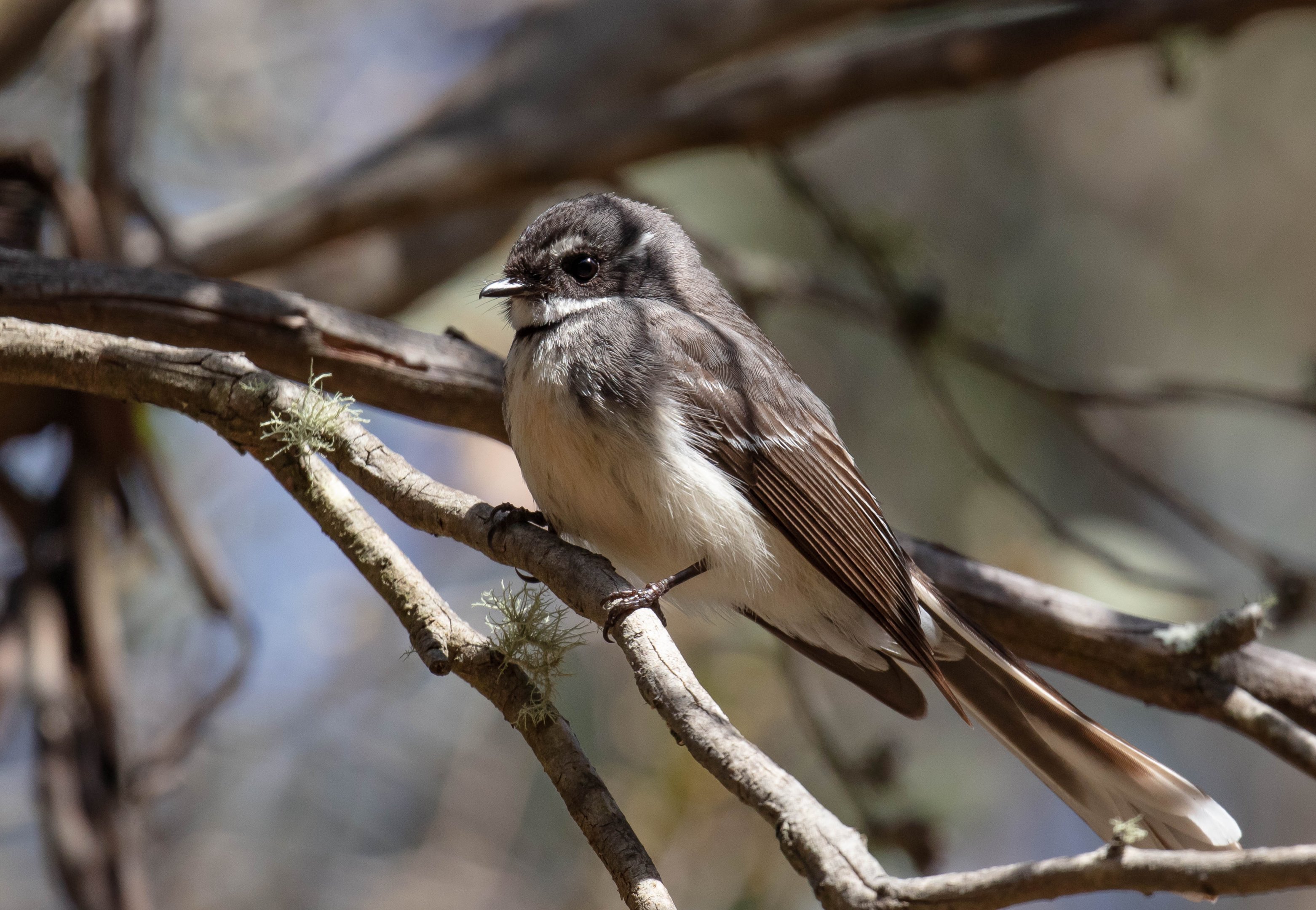 Grey Fantail