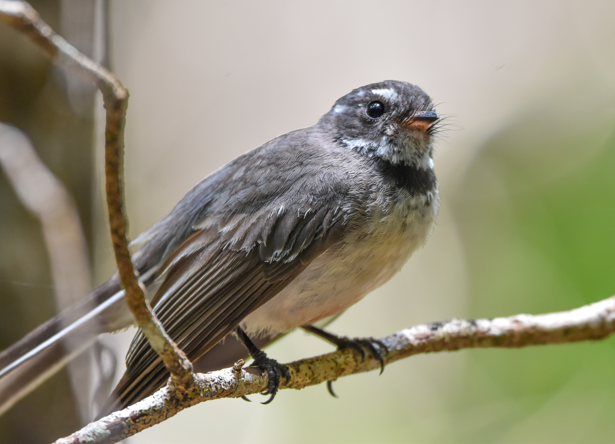 Grey Fantail