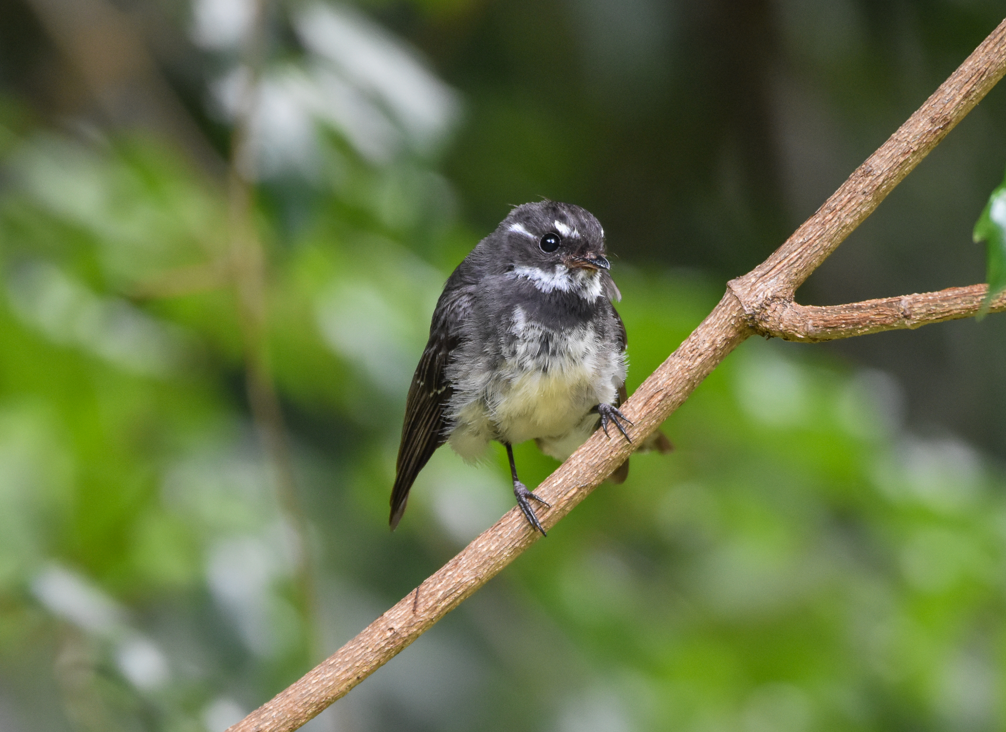 Grey Fantail
