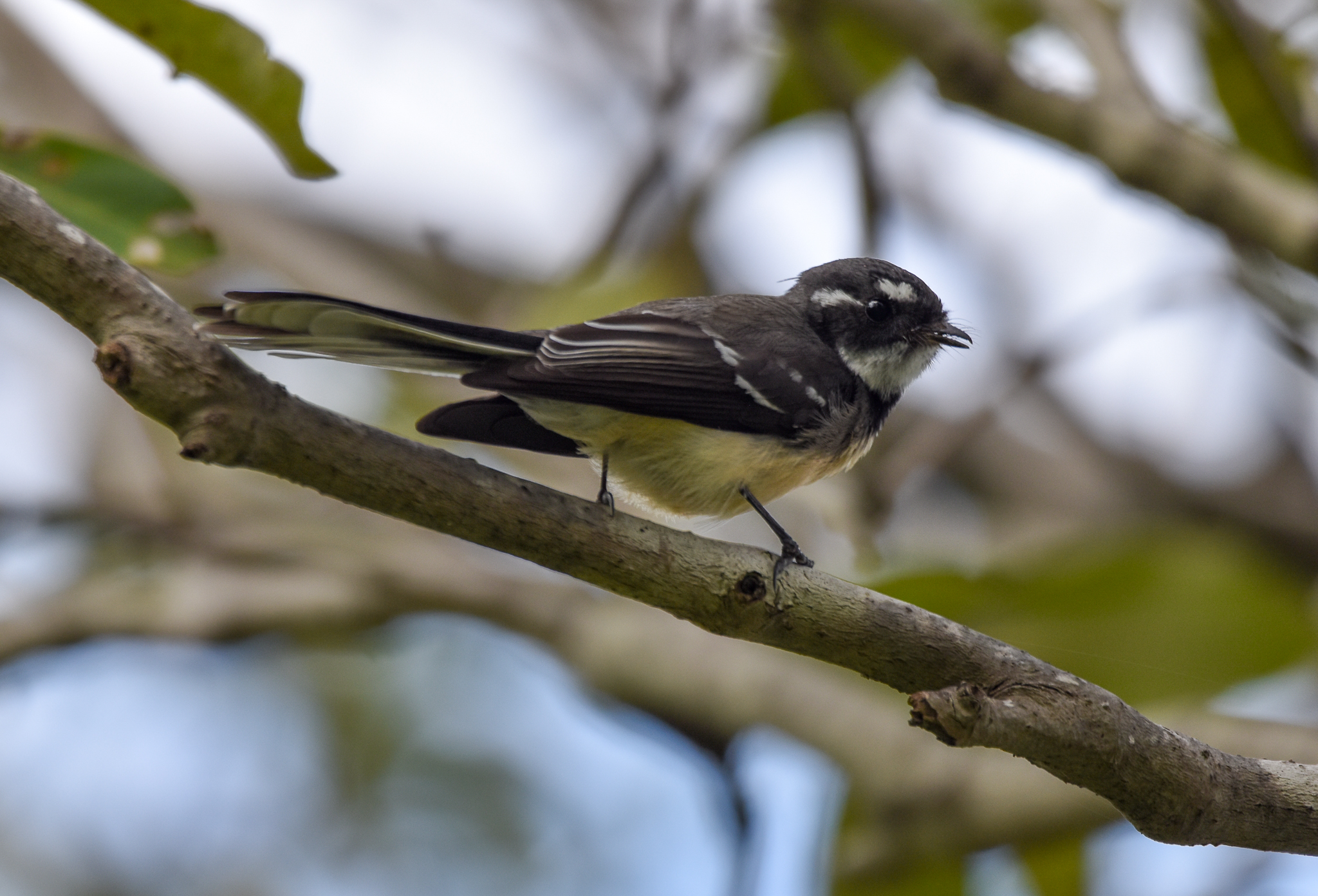 Grey Fantail