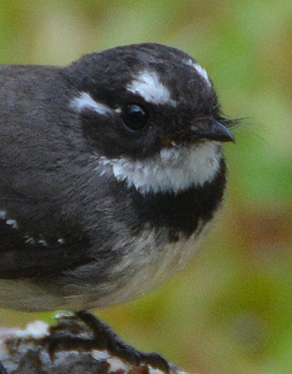 Grey fantail