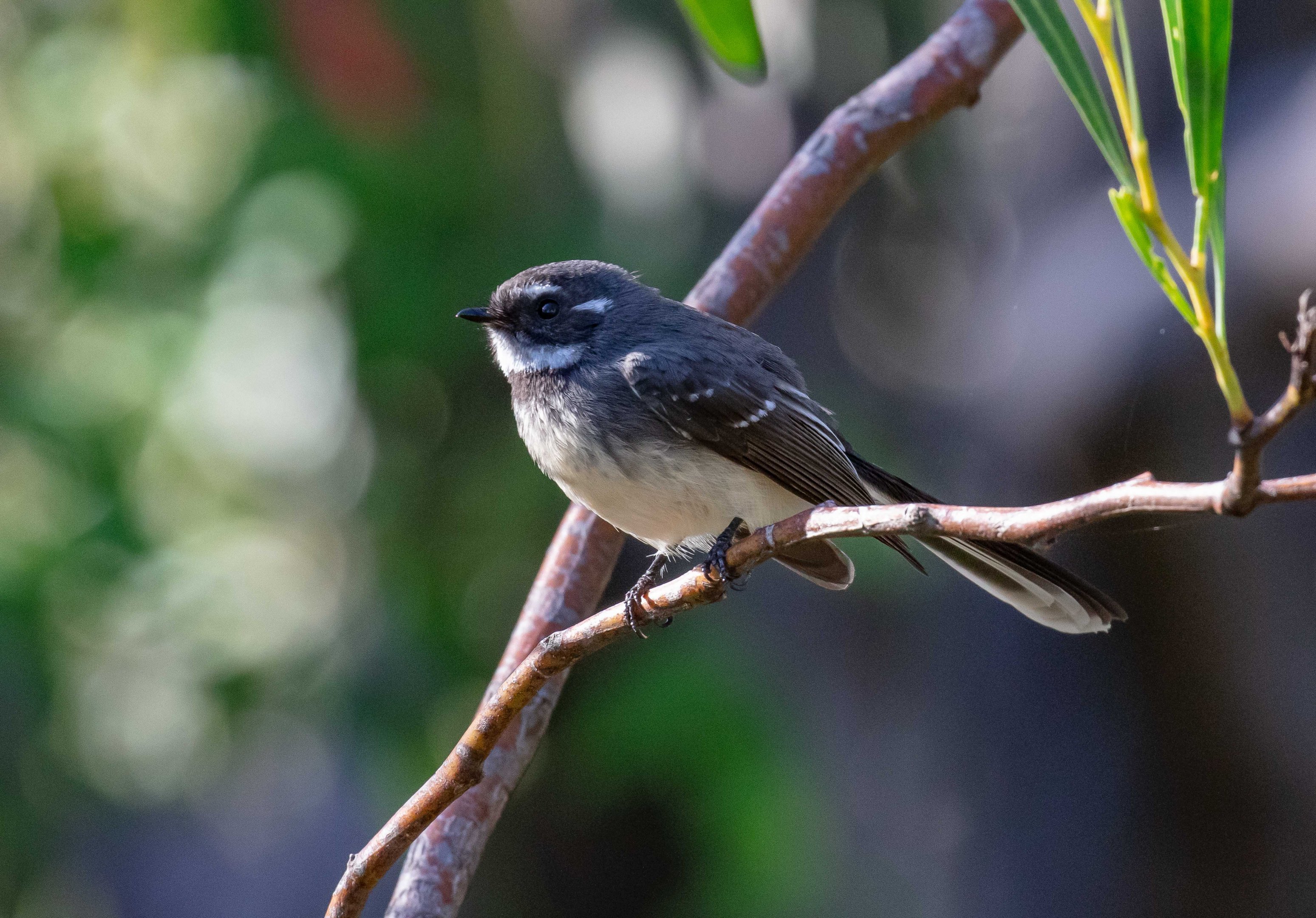 Grey Fantail