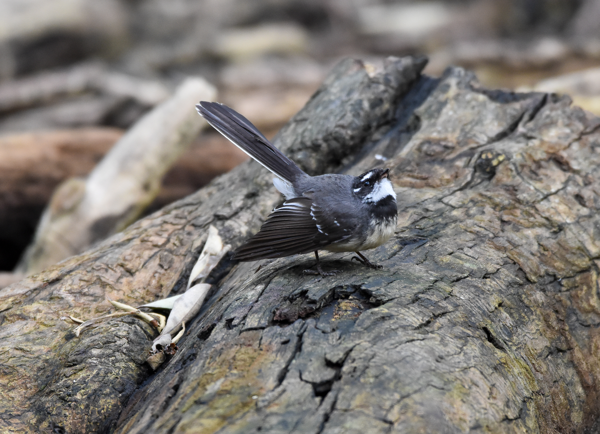 Grey Fantail