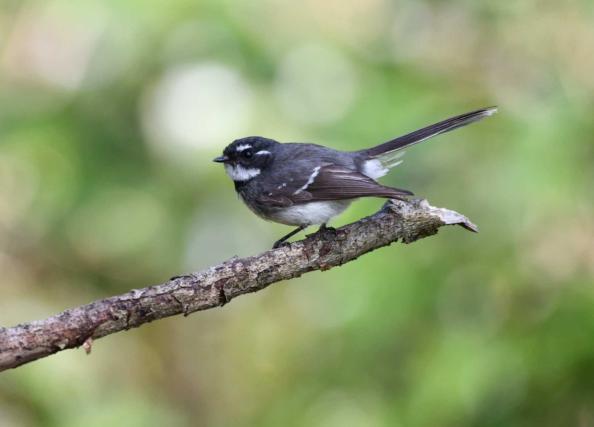 Grey Fantail