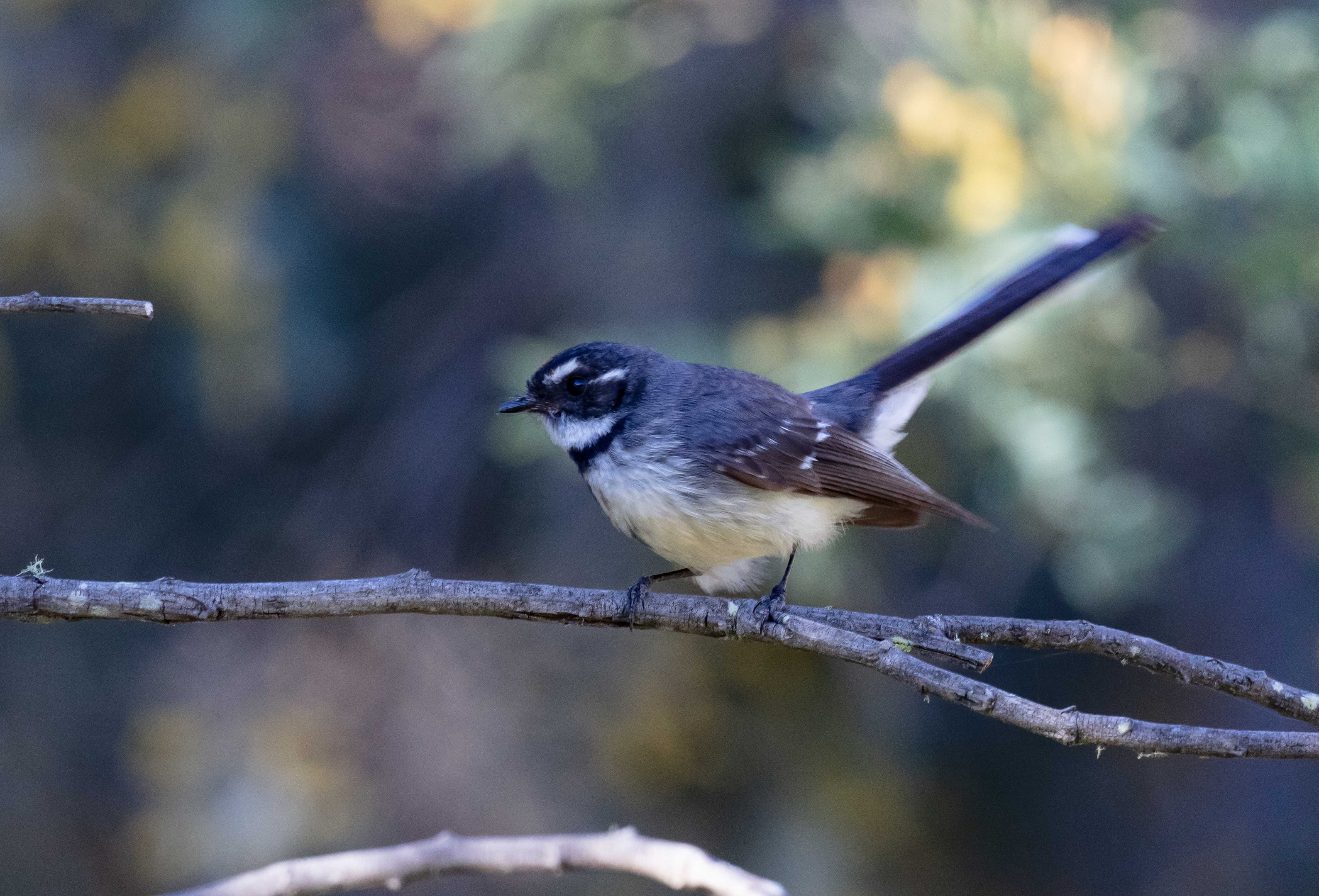 Grey Fantail