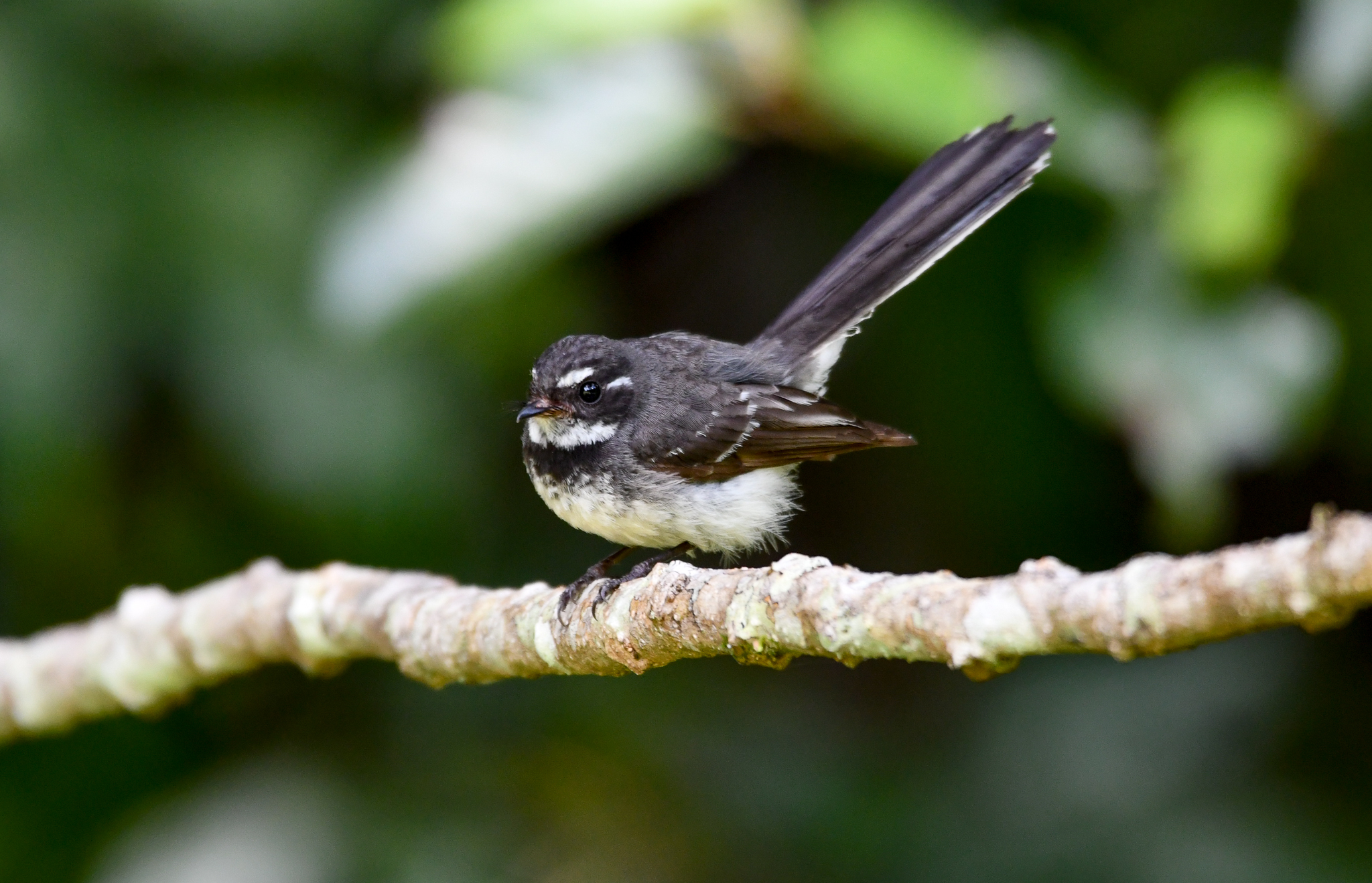 Grey Fantail