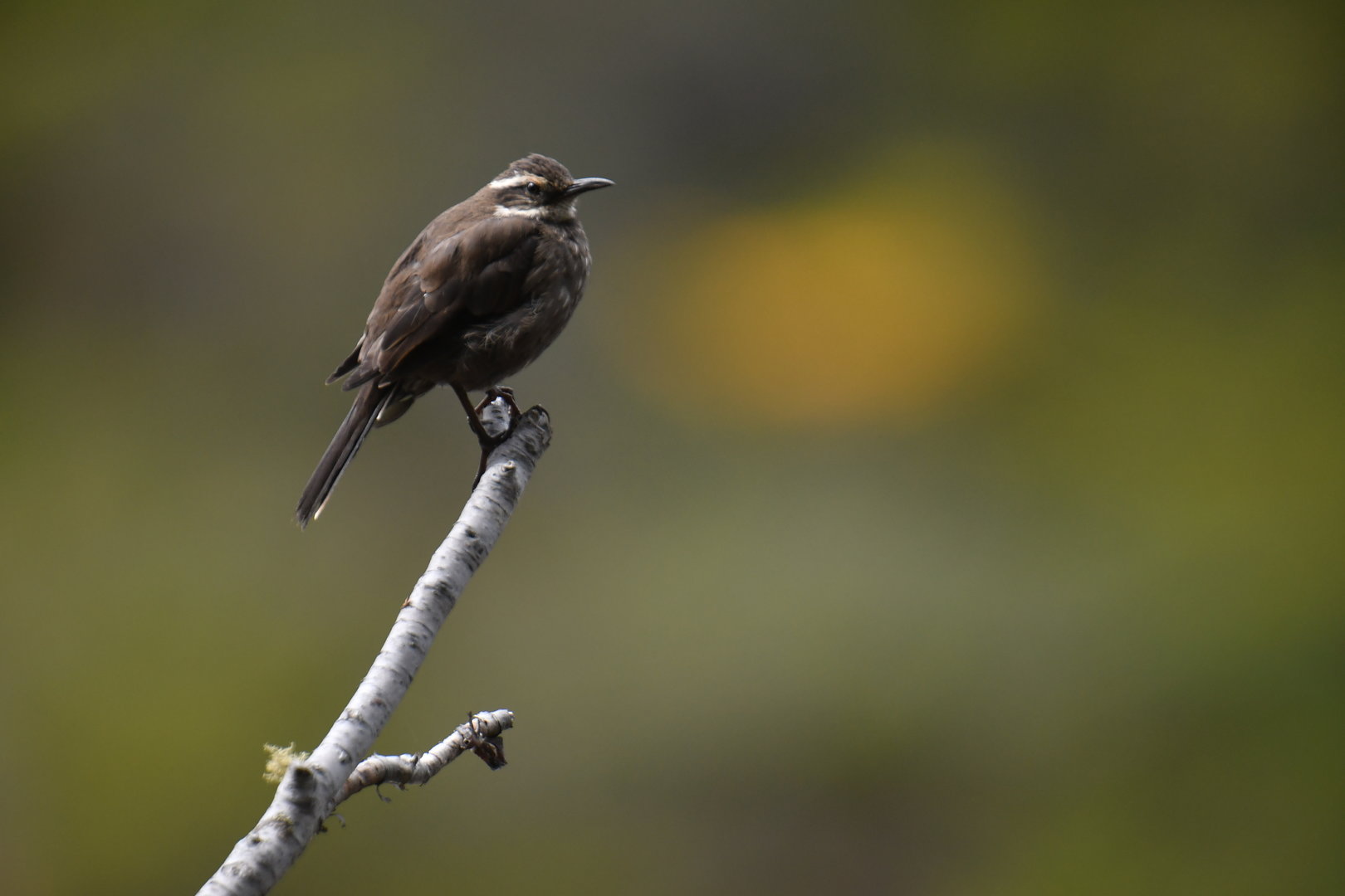 Grey-flanked Cinclodes Cinclodes oustaleti