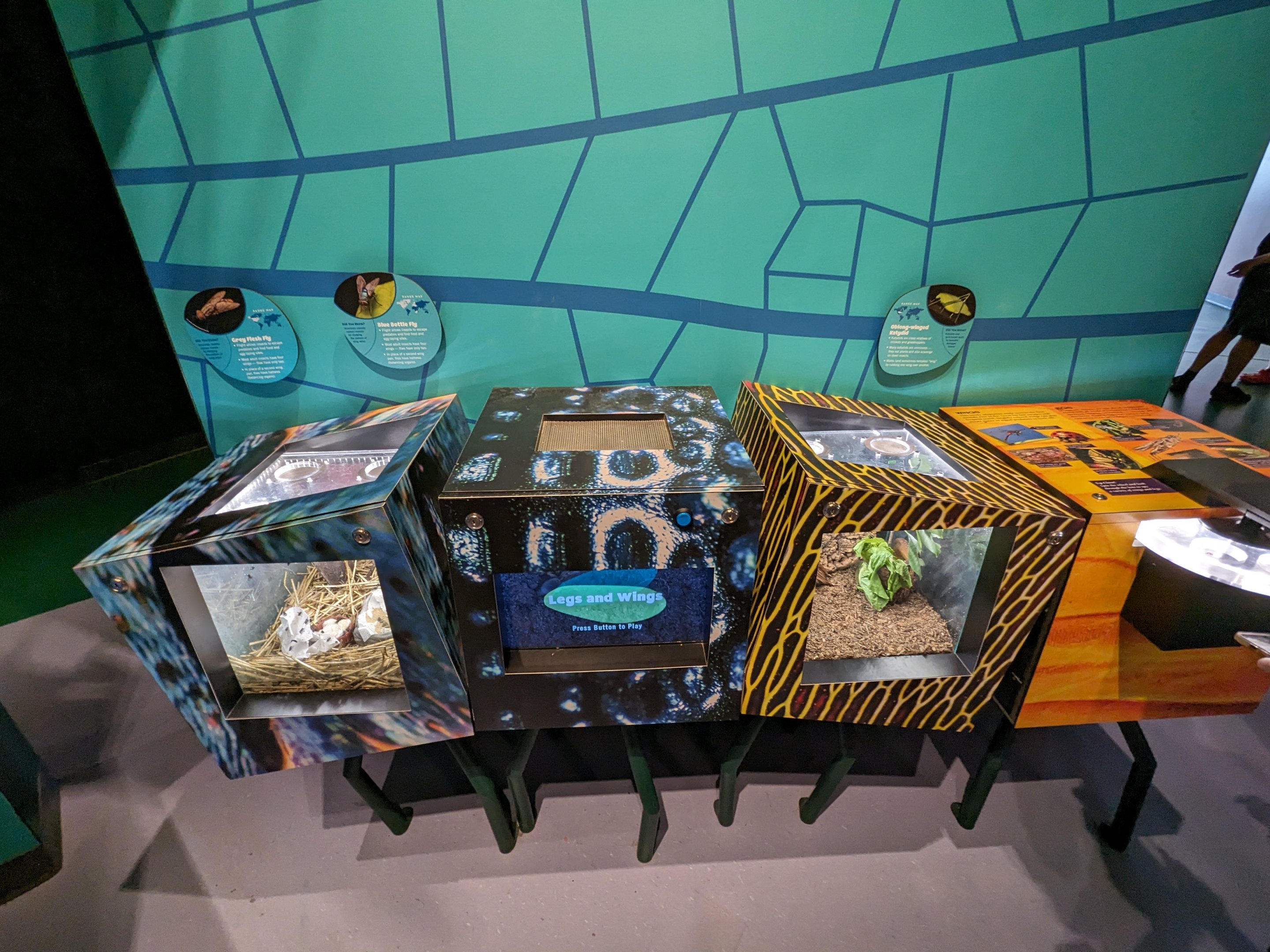 Grey flesh fly, blue bottle fly