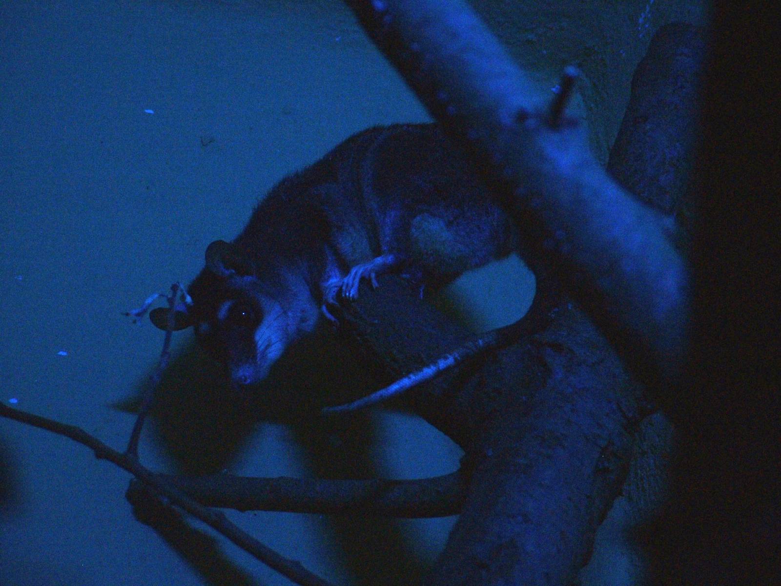 Grey Four-eyed Opossum at Plzen, 25/05/10