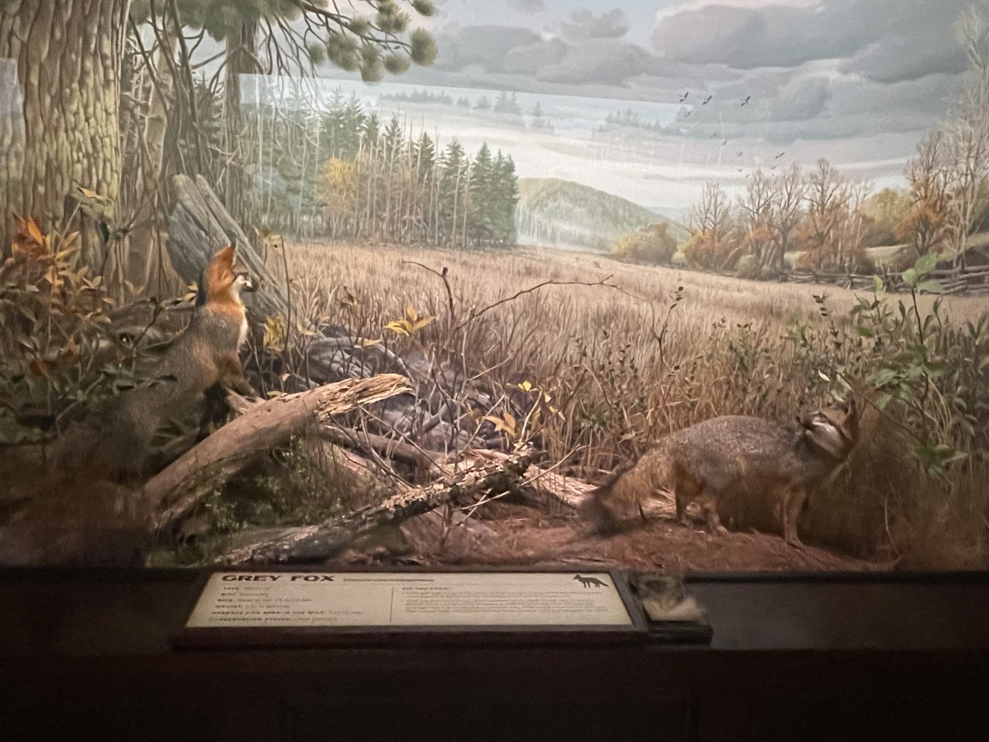 Grey Fox Diorama