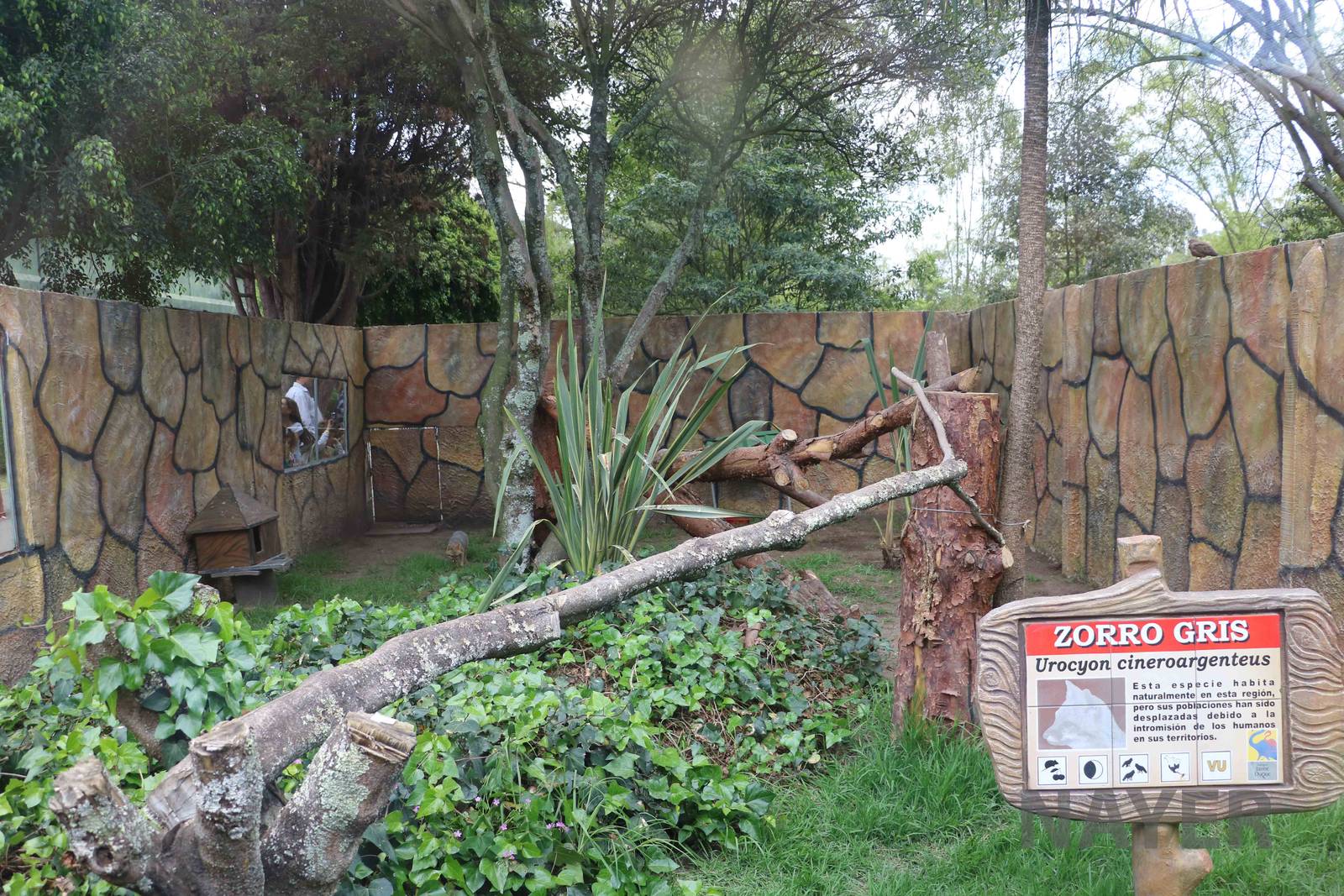 Grey fox enclosure, March 2016