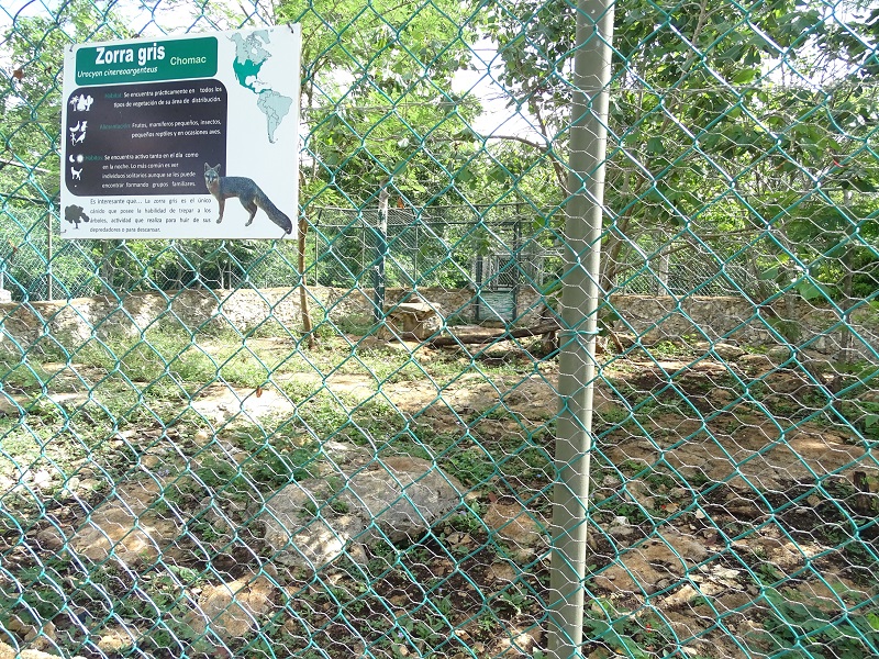 Grey Fox enclosure