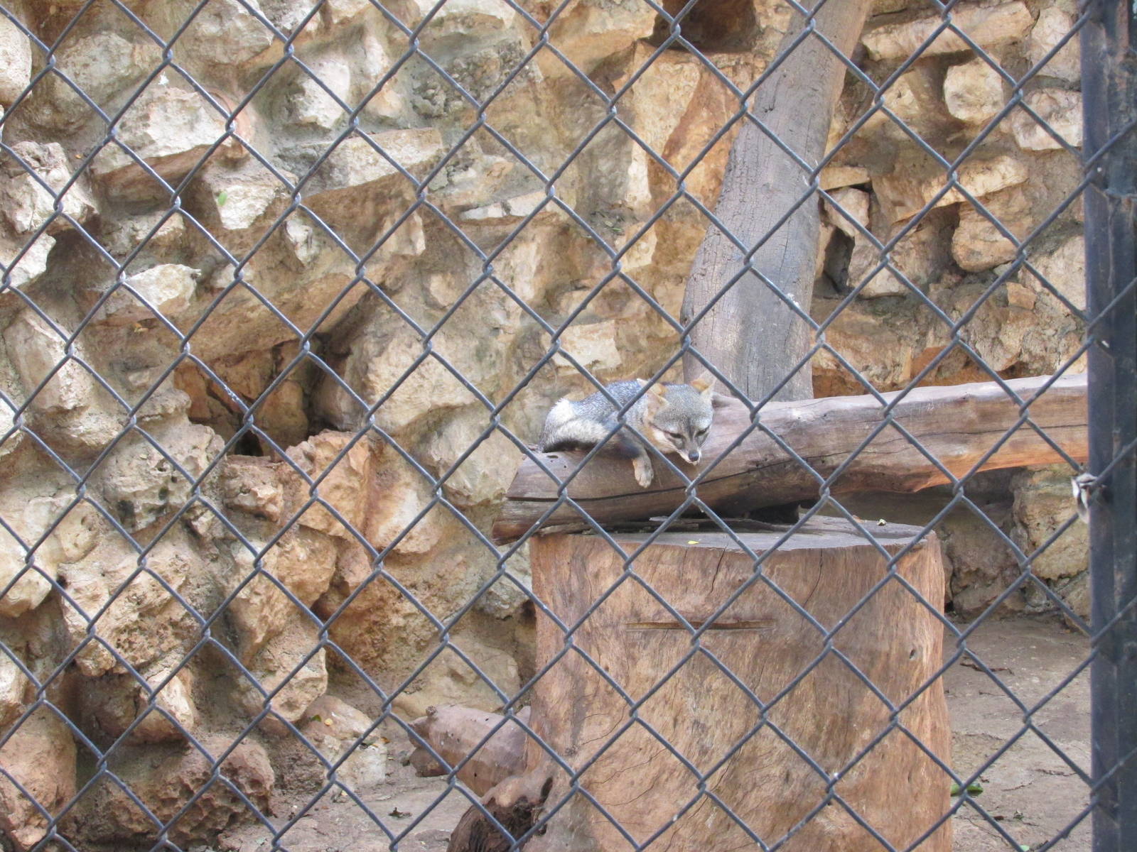 grey fox exhibit centenario zoo