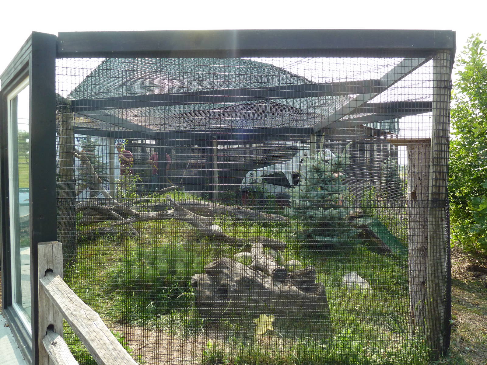 Grey Fox Exhibit