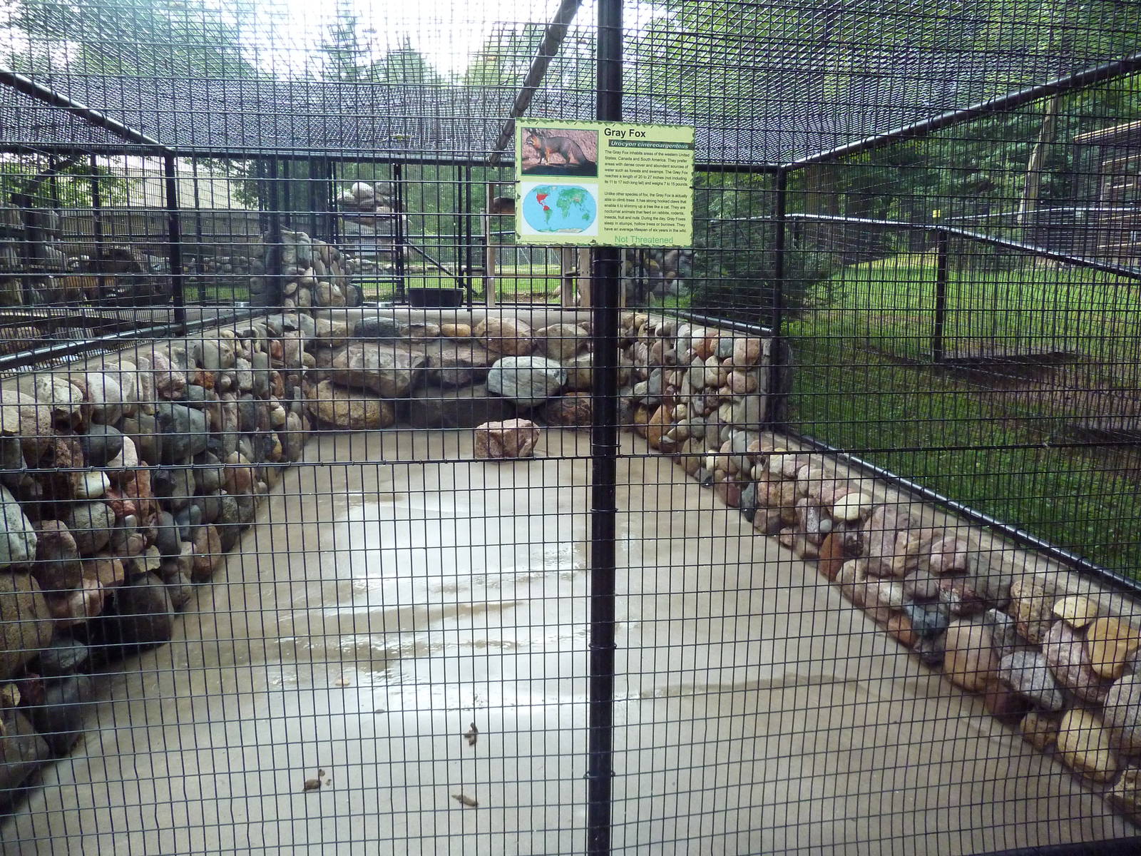 Grey Fox Exhibit