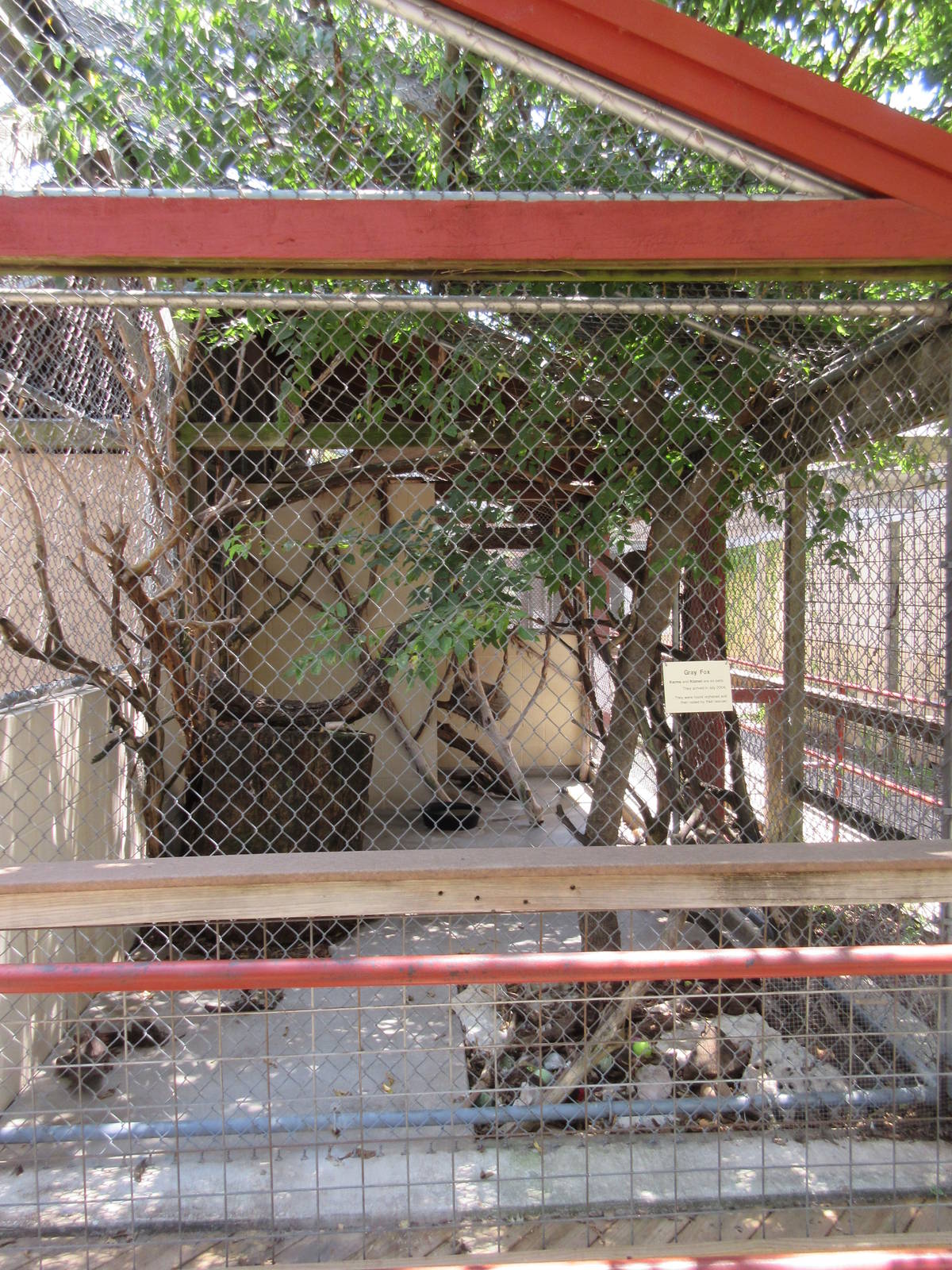 Grey Fox Exhibit