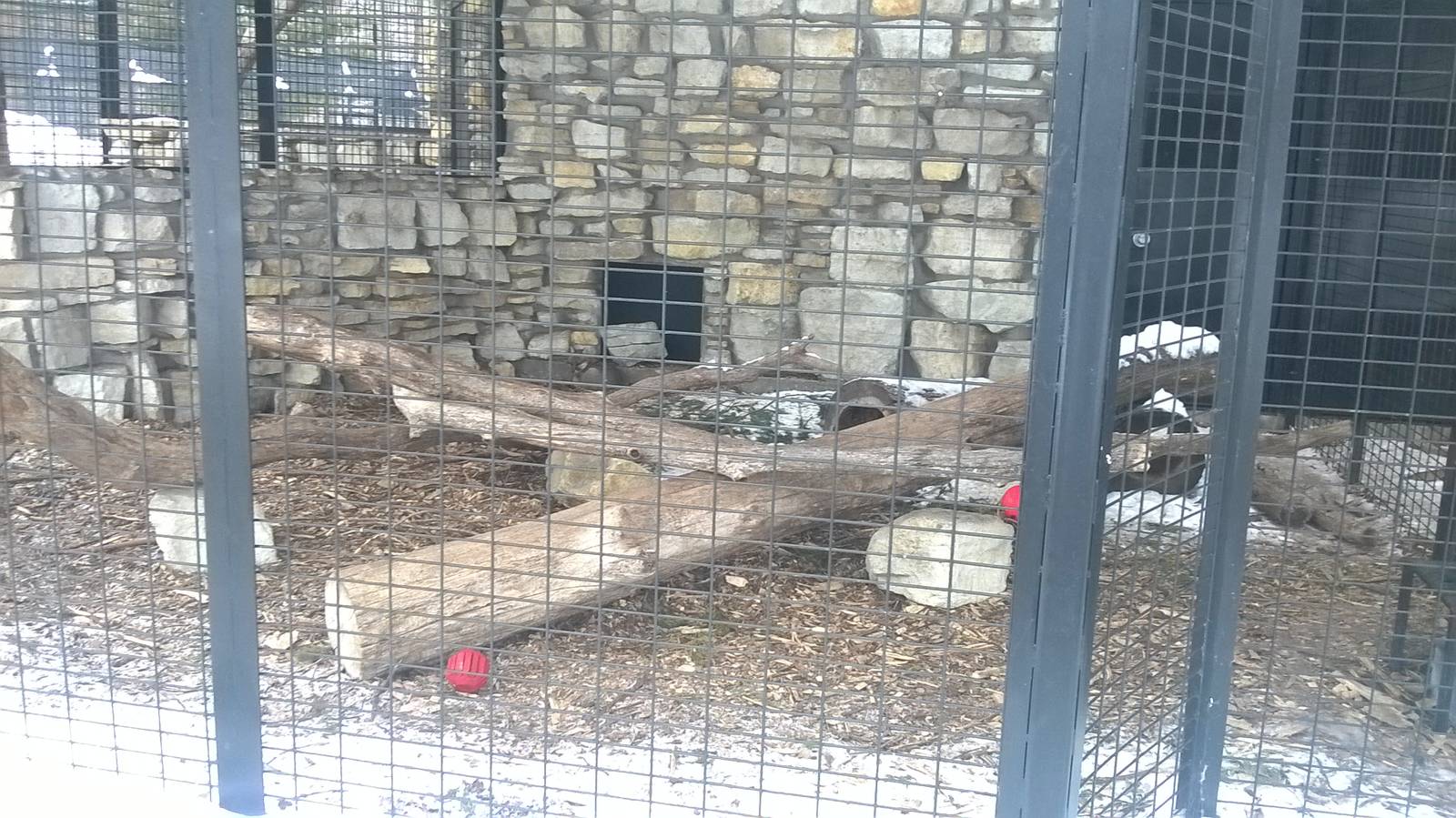 Grey Fox Exhibit