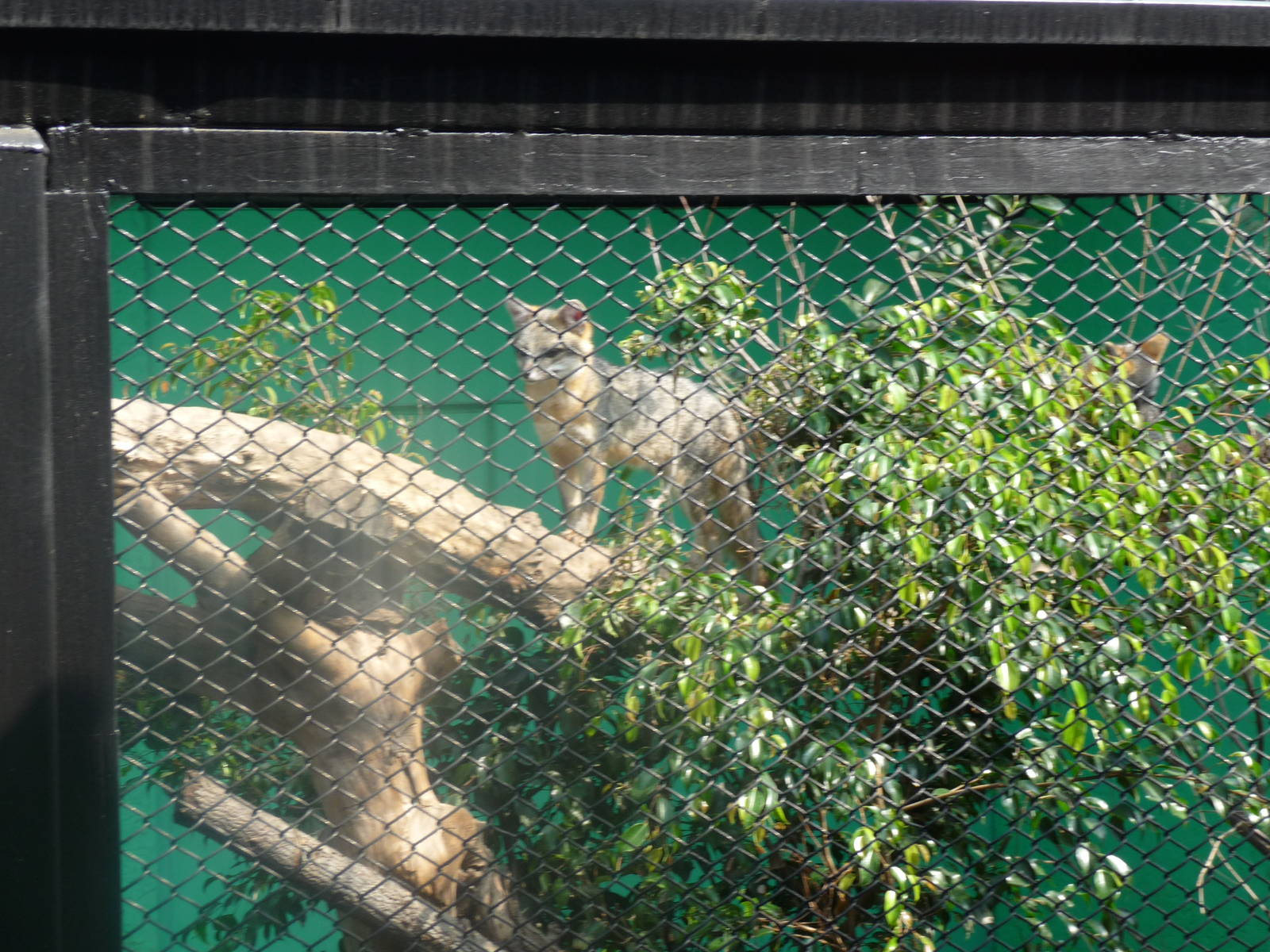 grey fox los coyotes zoo