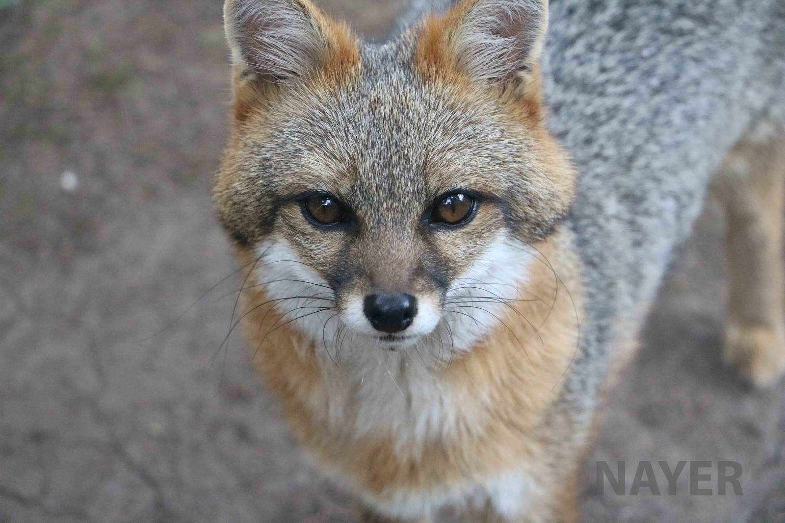 Grey fox, March 2016